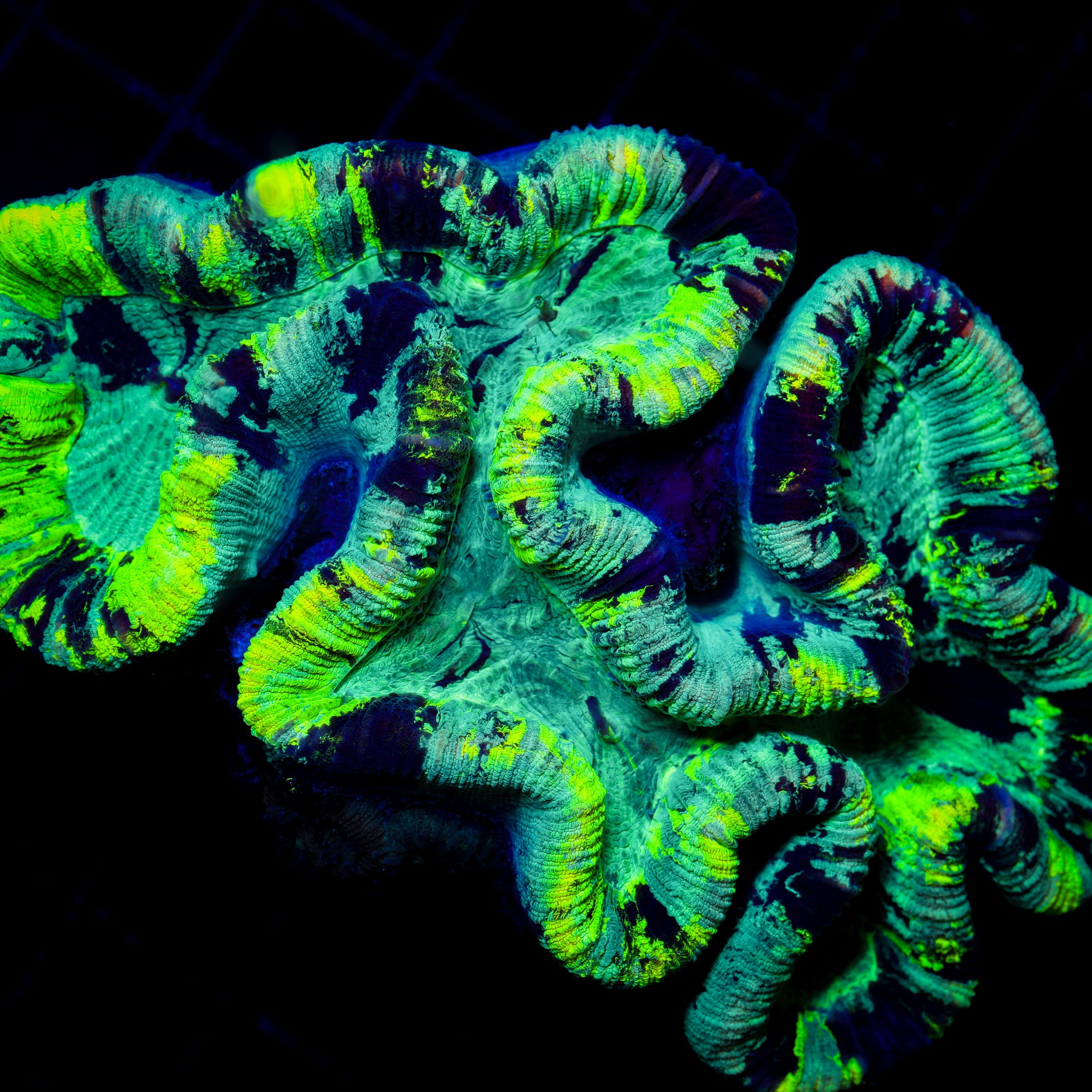 NEON SPLASH TRACHY