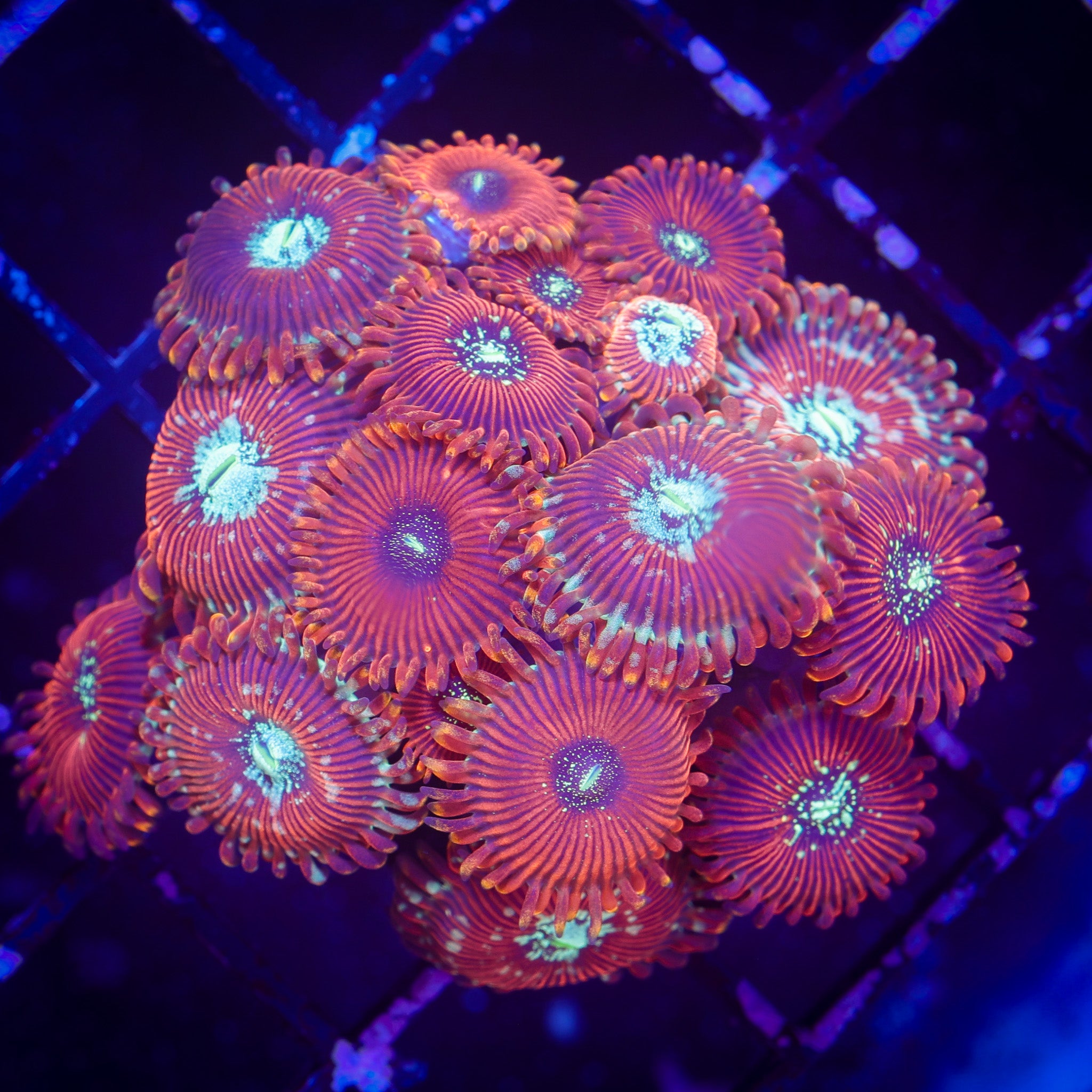 TRG HOOLIGAN ZOA
