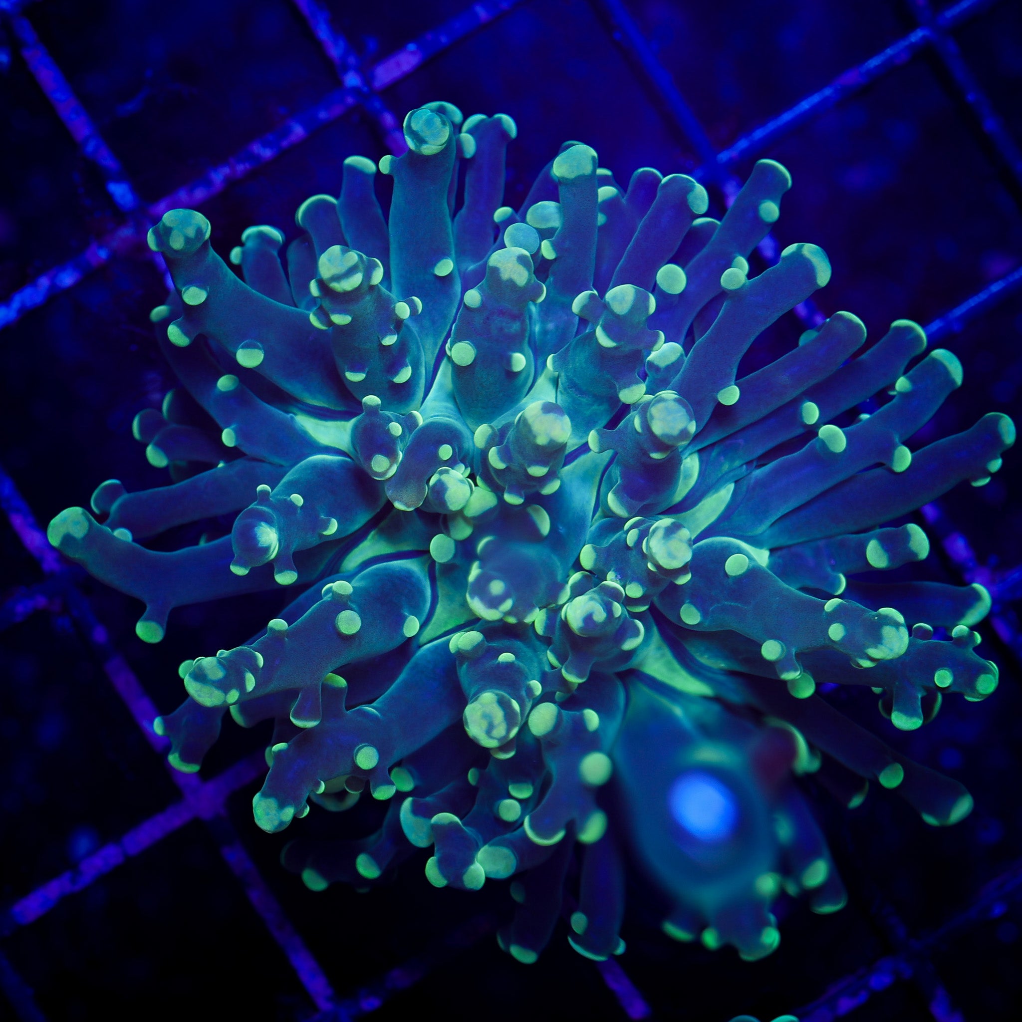 GREEN FROGSPAWN 1
