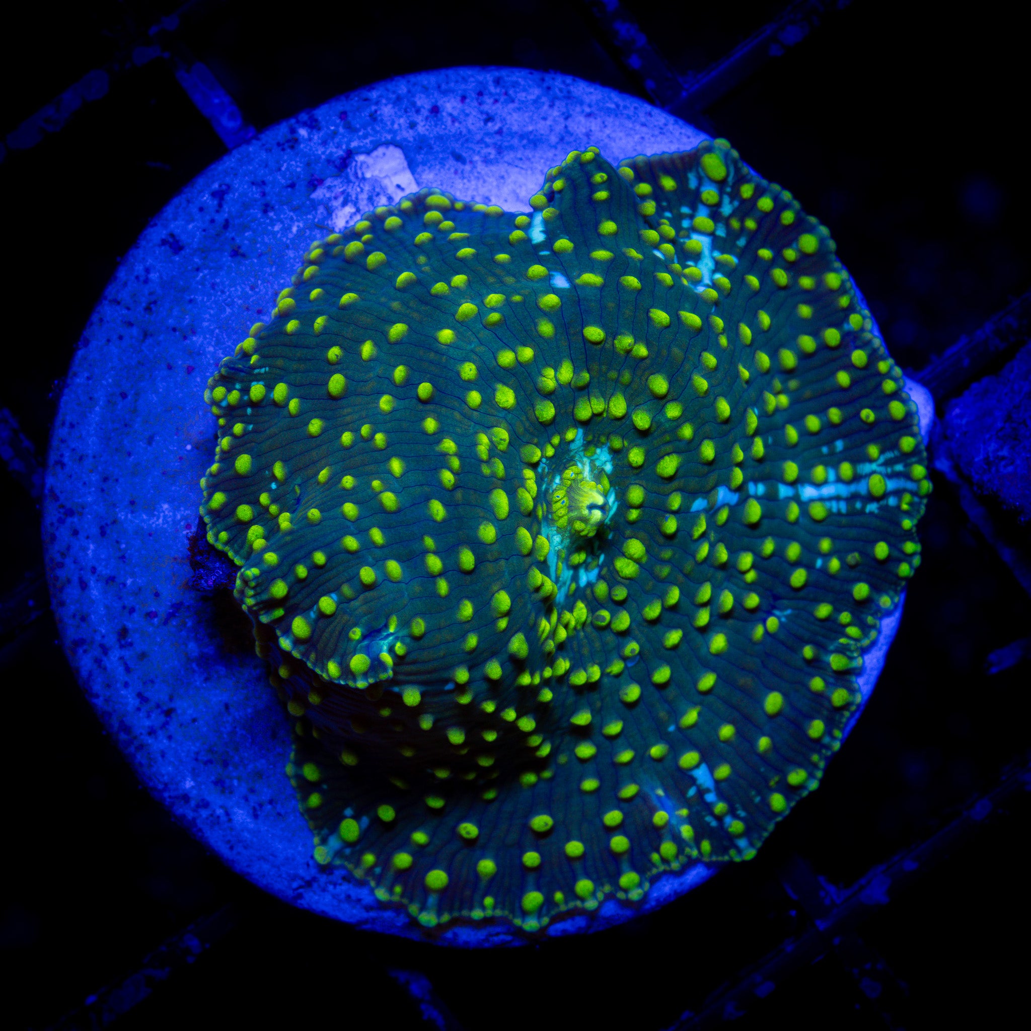 YELLOW PIMPLE DISCOSOMA MUSHROOM