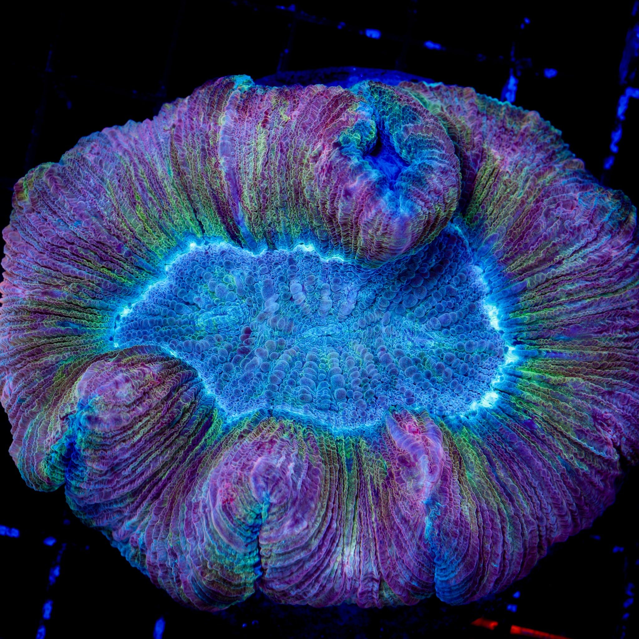 ULTRA RAINBOW TRACHY