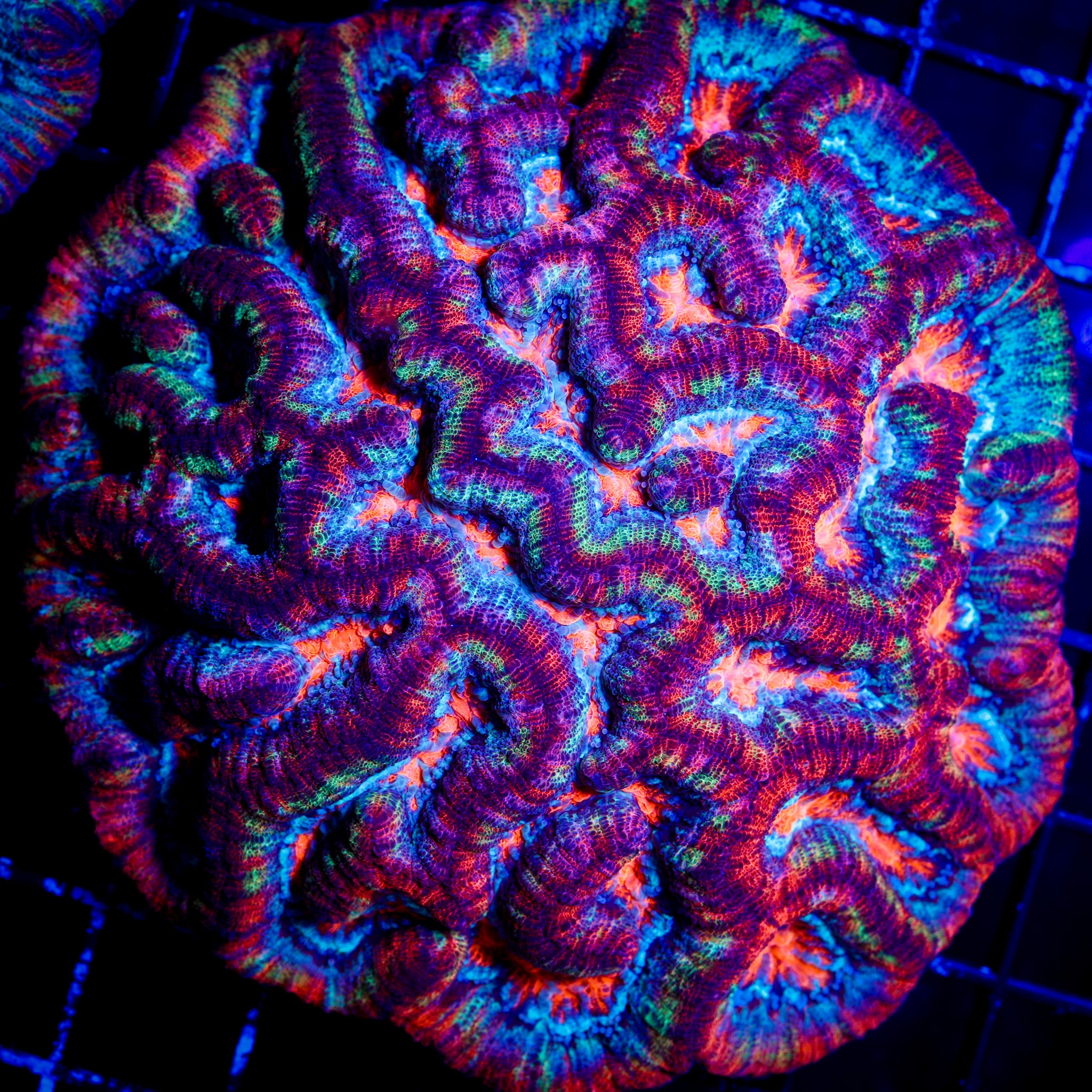 INSANE RAINBOW WILSONI CORAL
