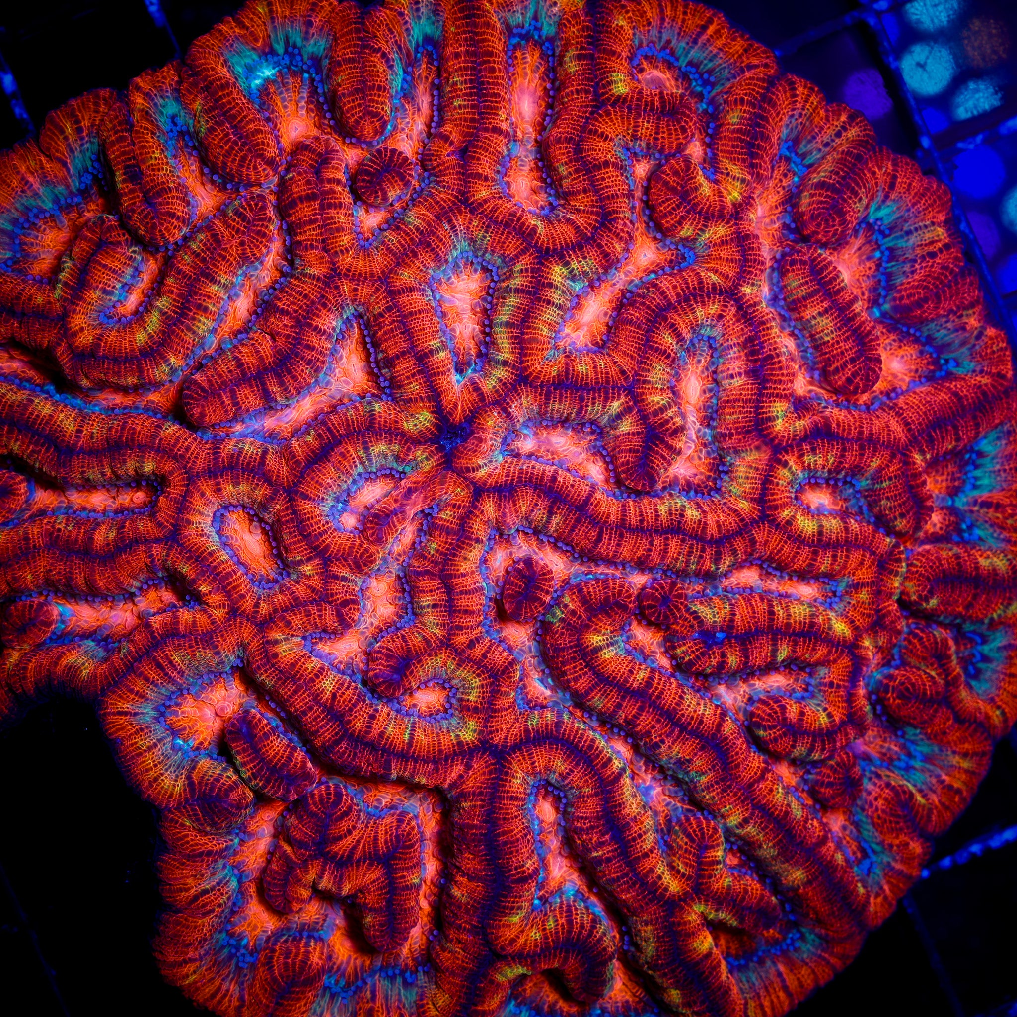 ULTRA RAINBOW WILSONI CORAL