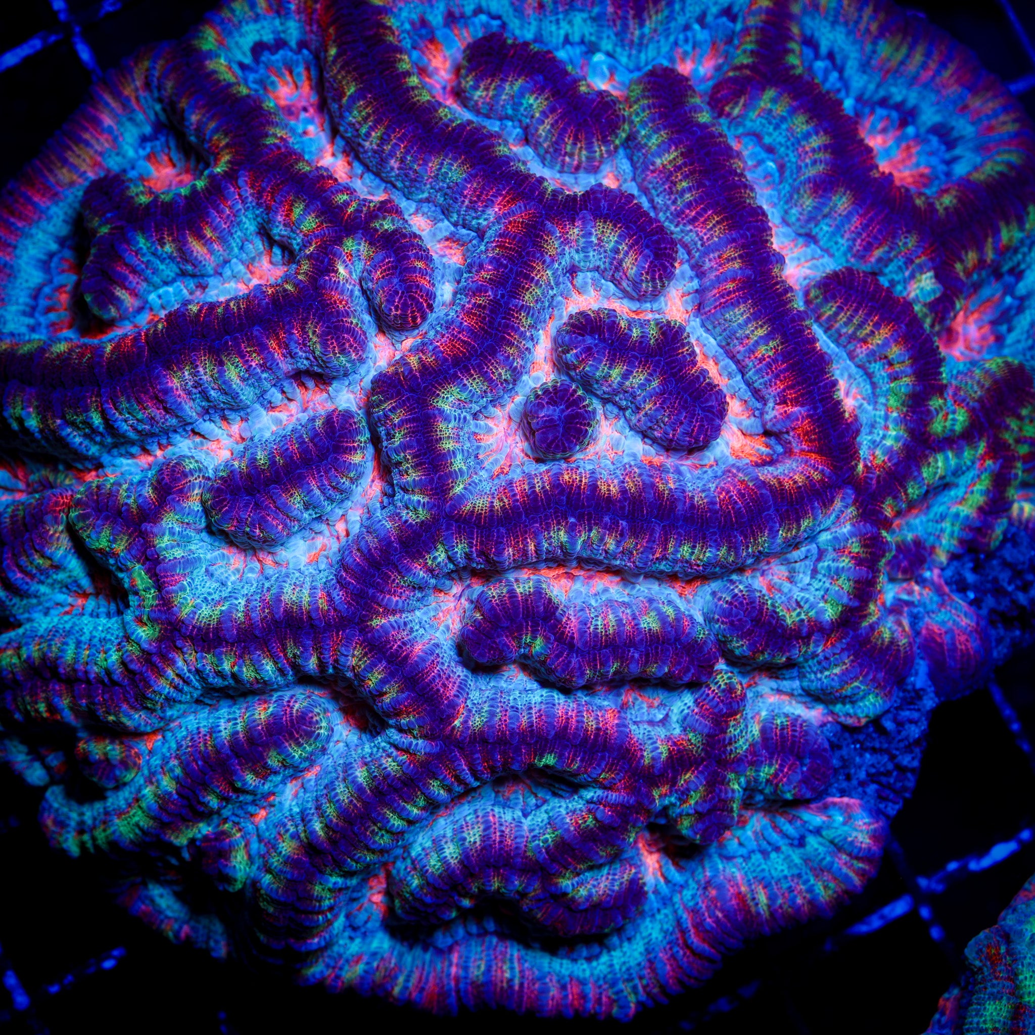 RAINBOW SHERBERT WILSONI CORAL