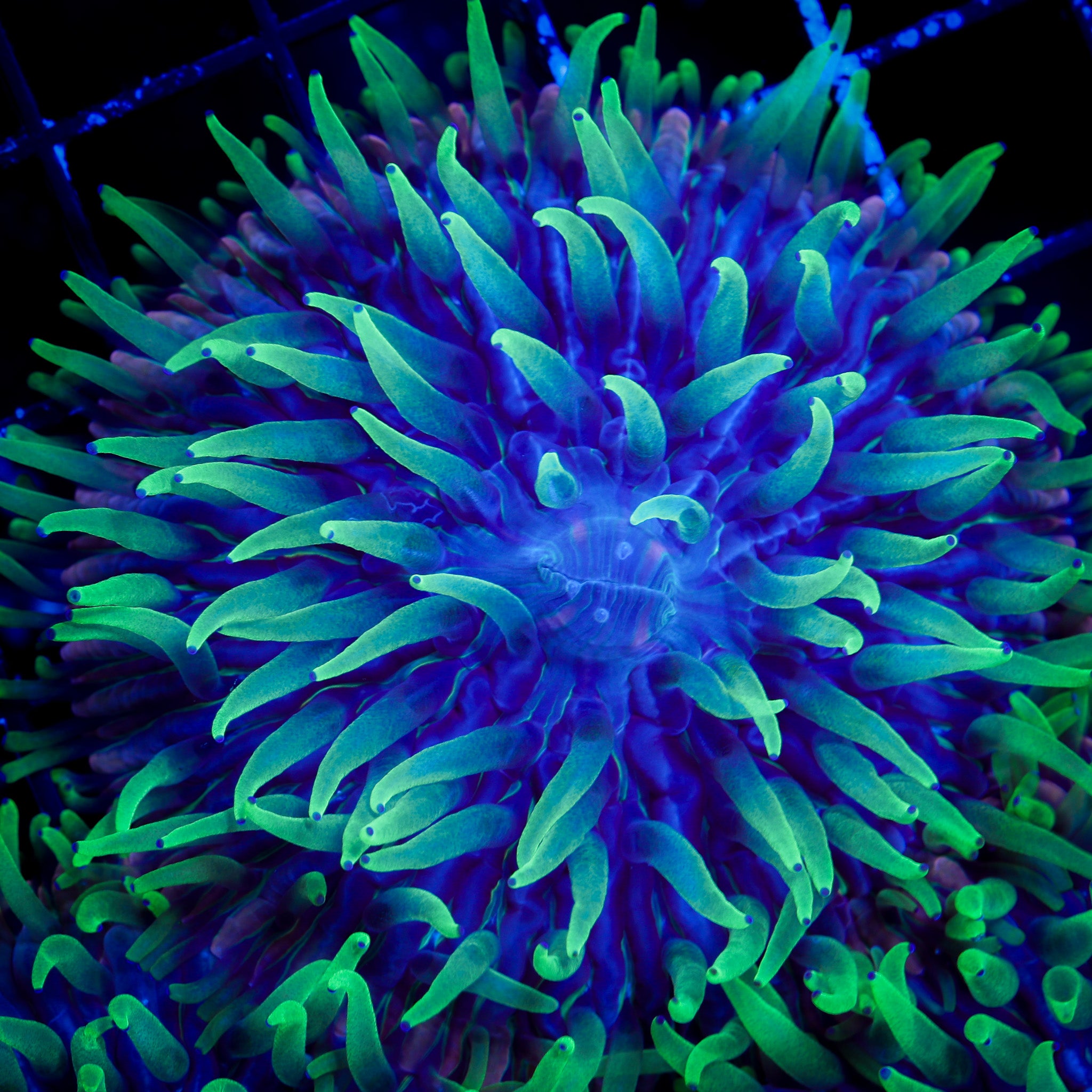INSANE FUNGIA