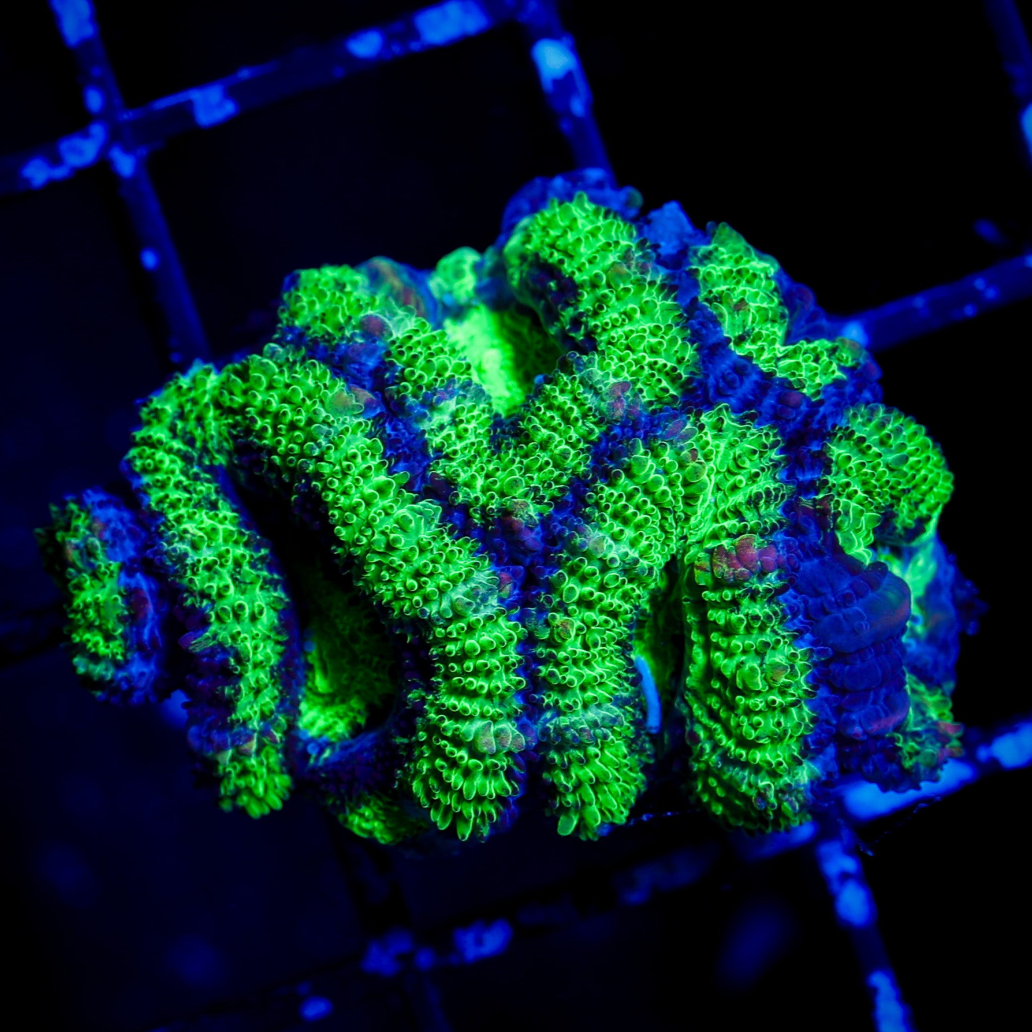INCREDIBLE HULK ACAN