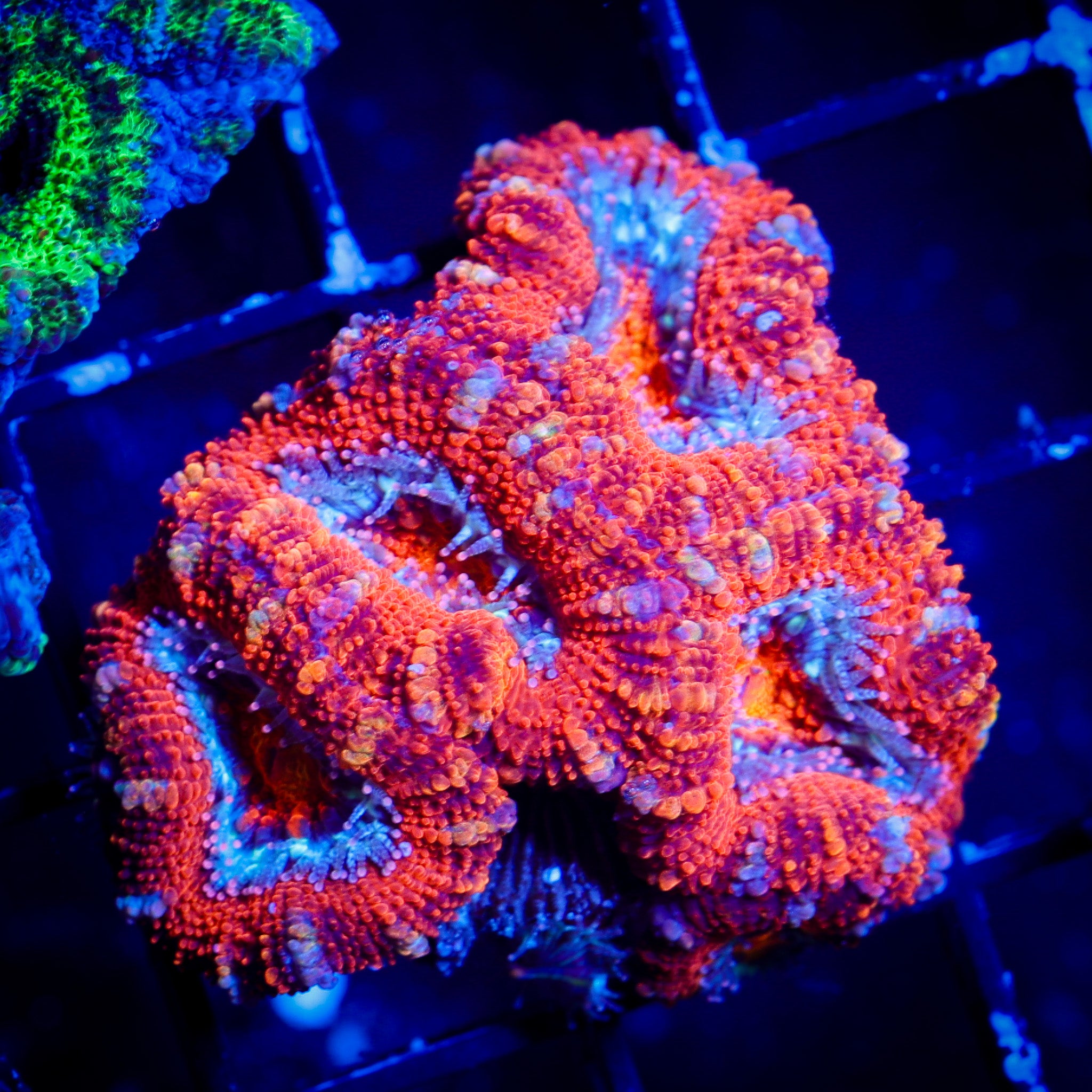 ULTRA RAINBOW ACAN