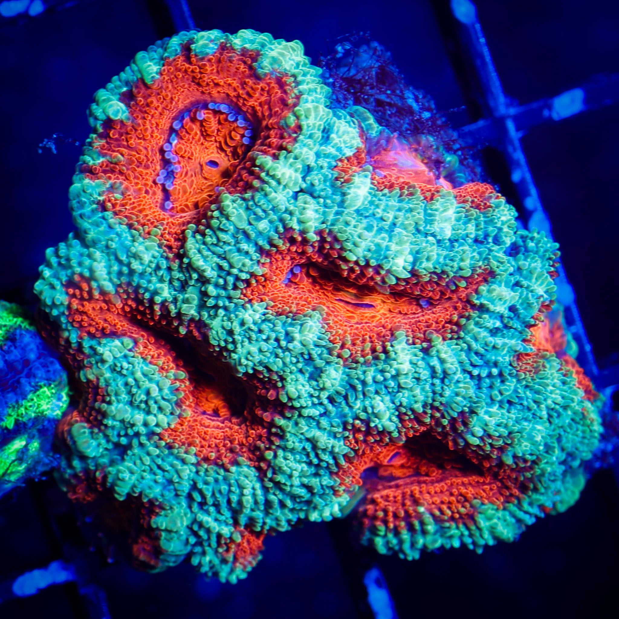 ULTRA ACAN