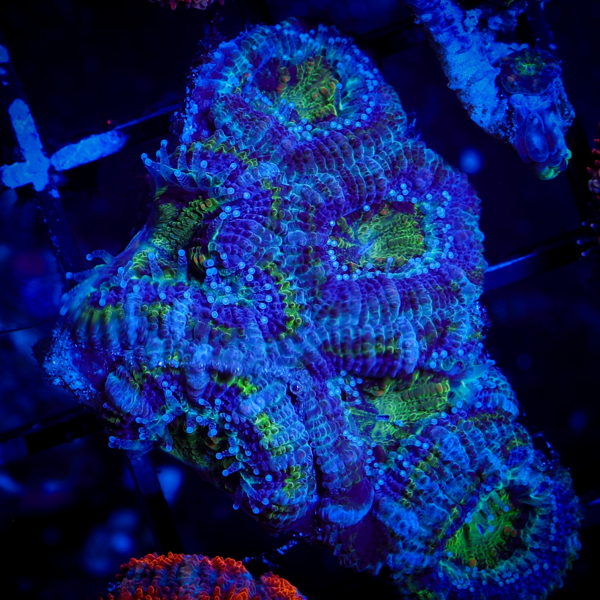 GREEN MOUTH ULTRA ACAN