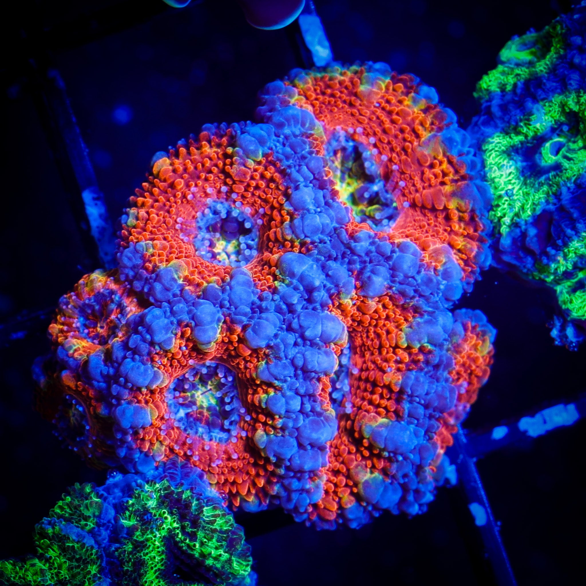 ULTRA RAINBOW ACAN