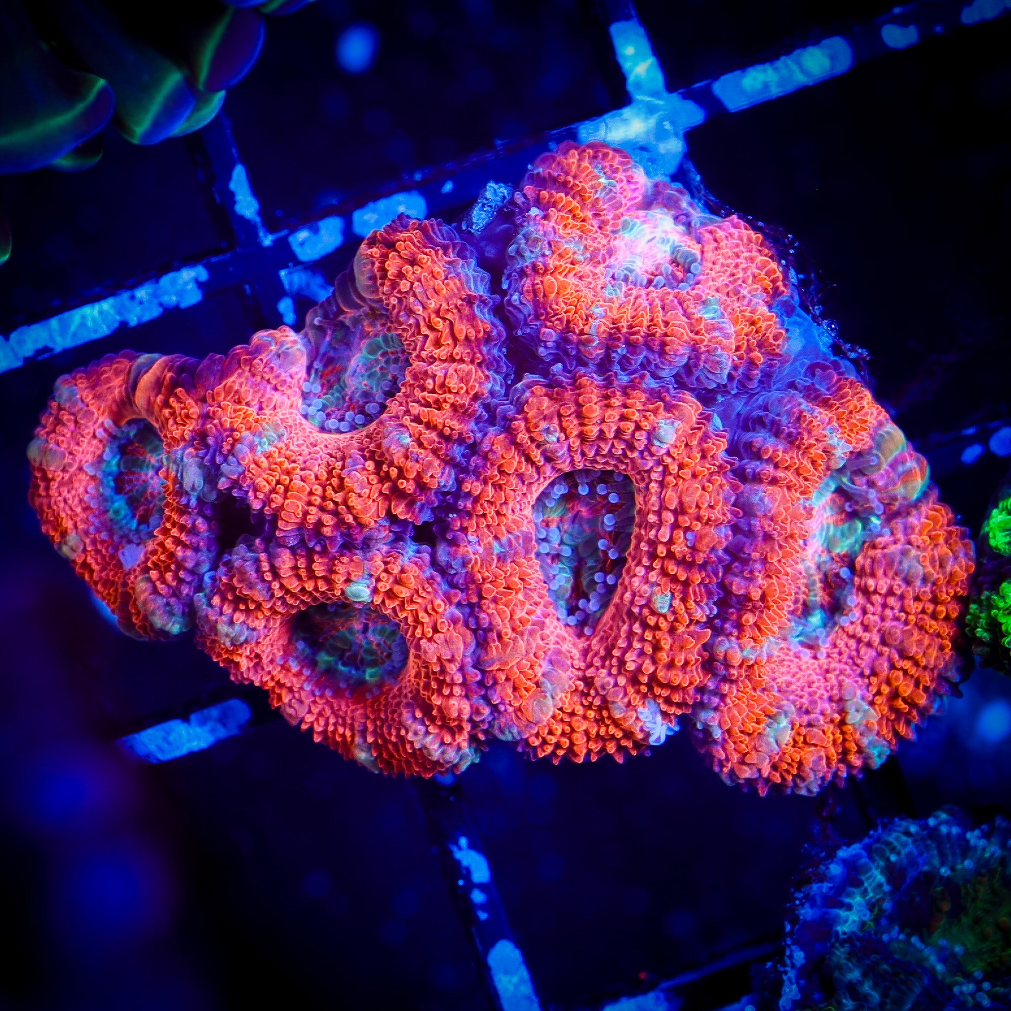 ULTRA RAINBOW ACAN