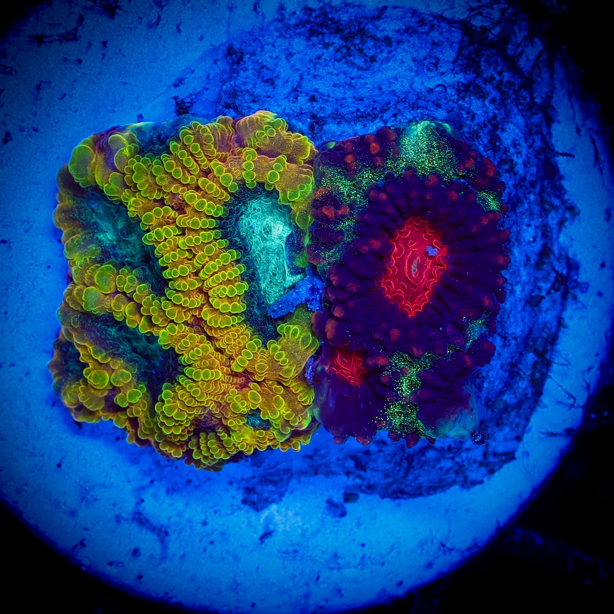 YELLOW SUBMARINE/CHRISTMAS FAVIA COMBO 1