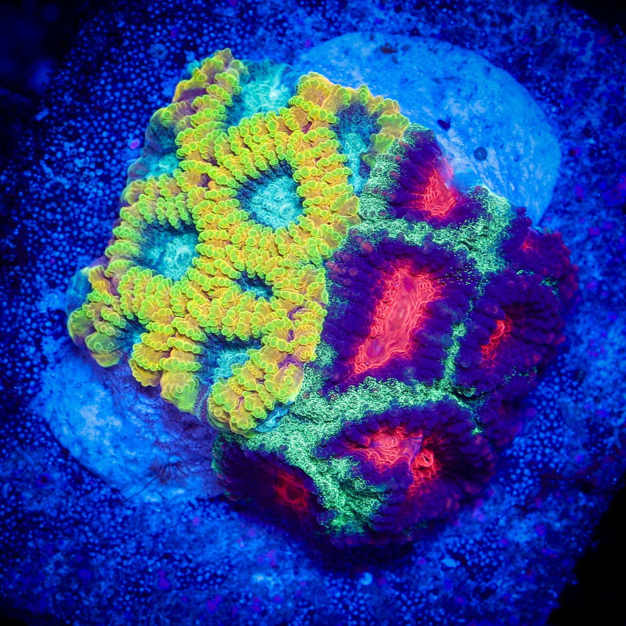 YELLOW SUBMARINE/CHRISTMAS FAVIA COMBO 1