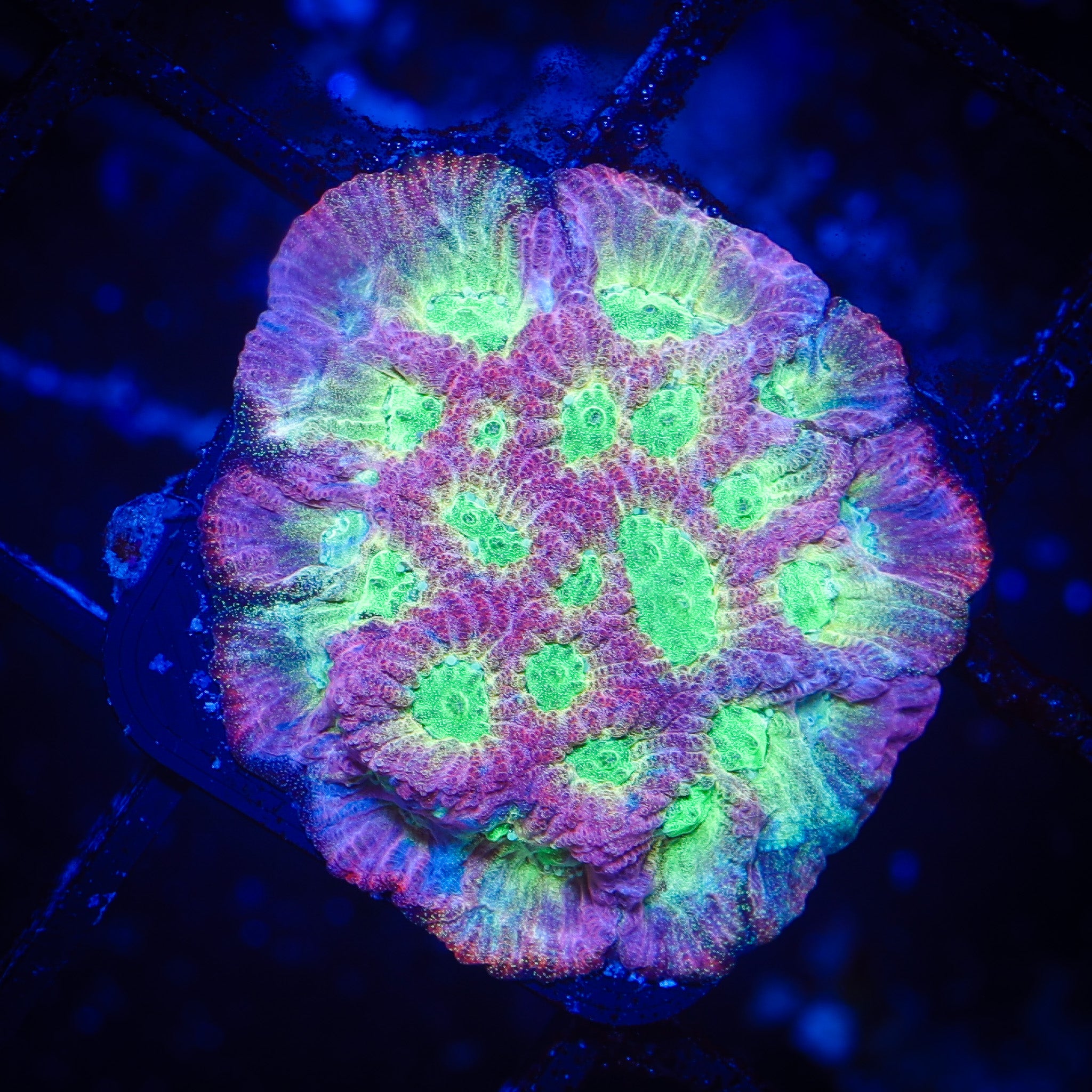 DAYGLO FAVITES 1