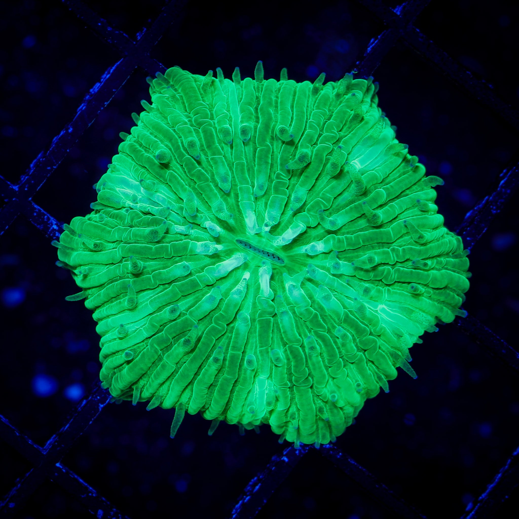 NEON GREEN FUNGIA 1