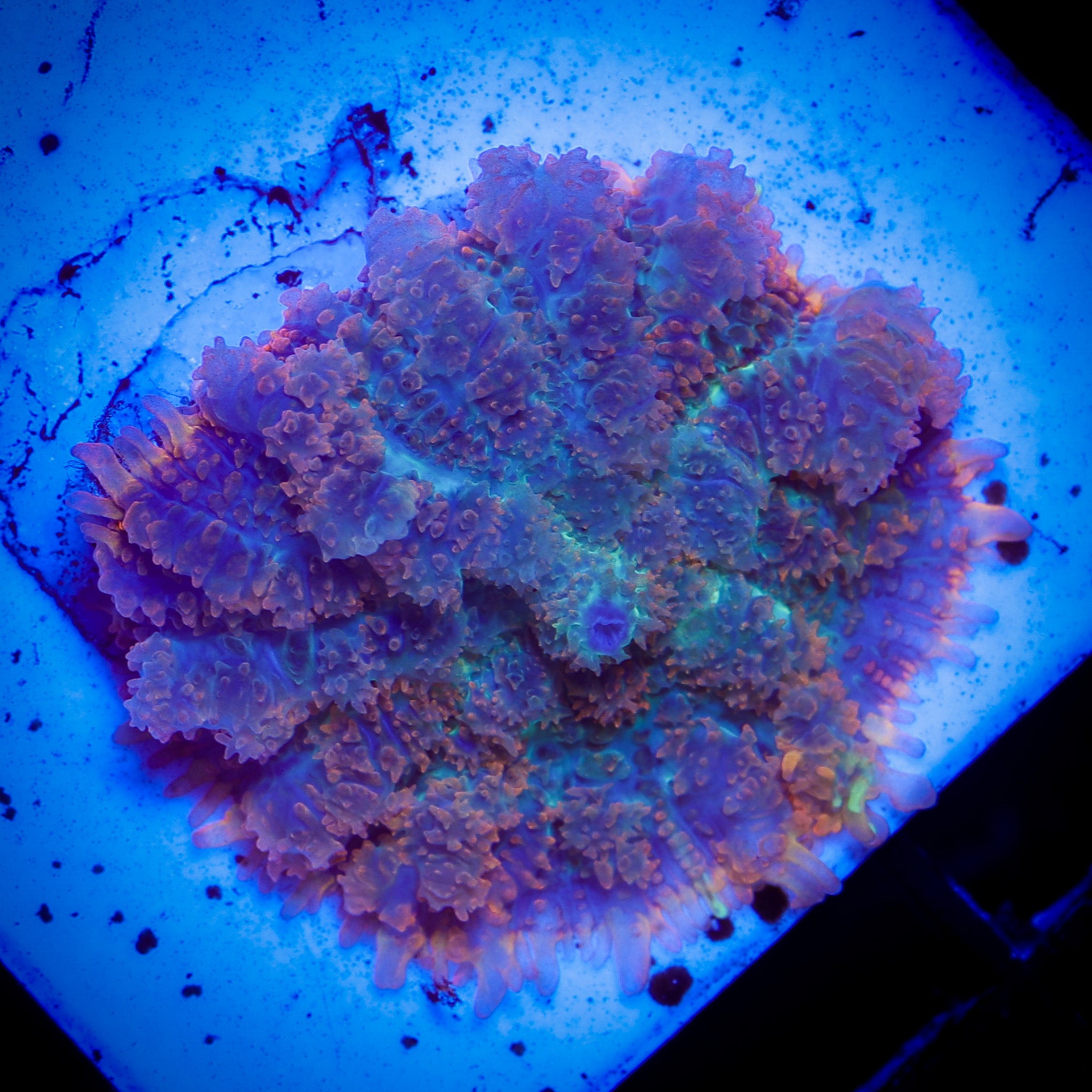 RAUNCHY BOUNCE MUSHROOM 1