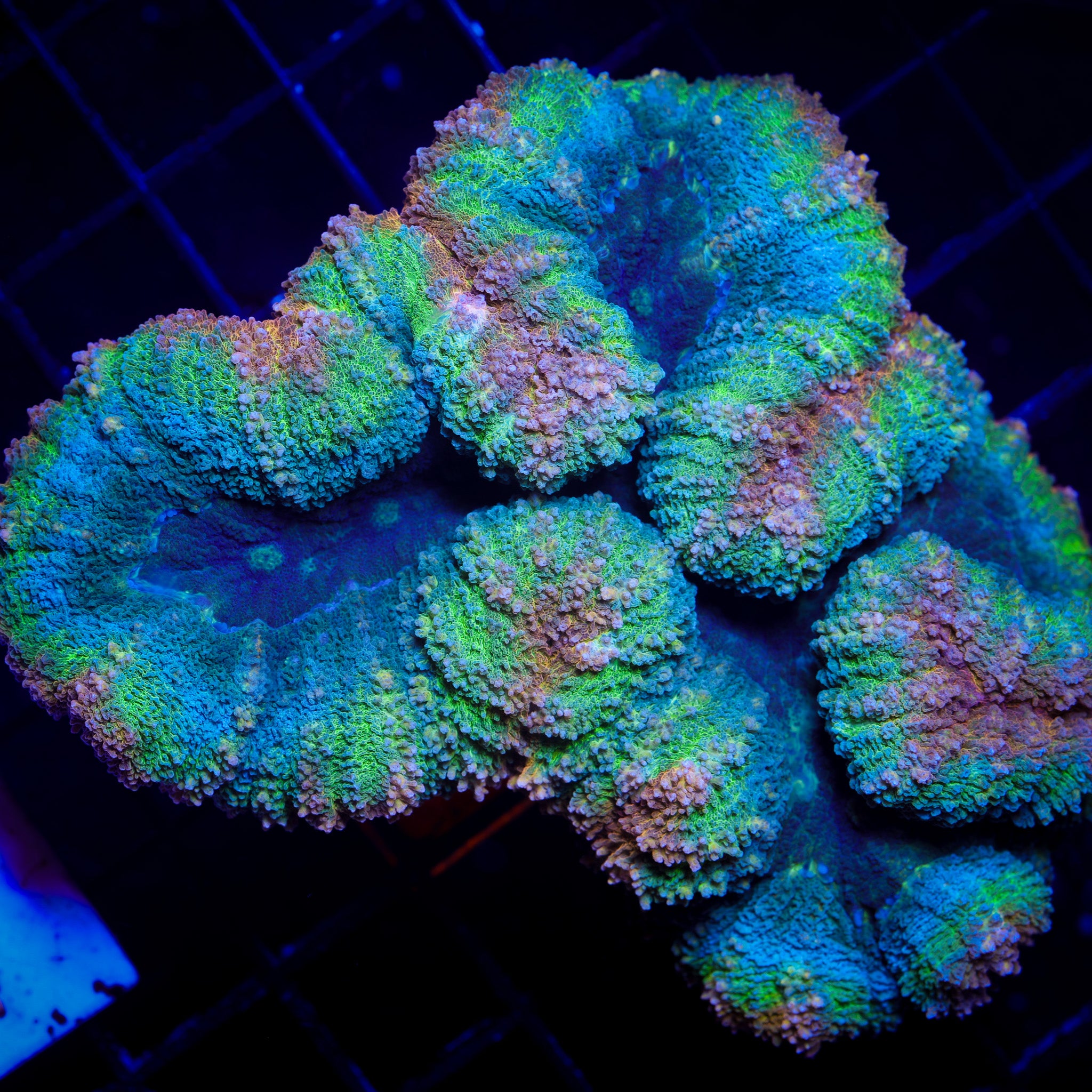 RAINBOW TRANSFUSION TRACHY 1