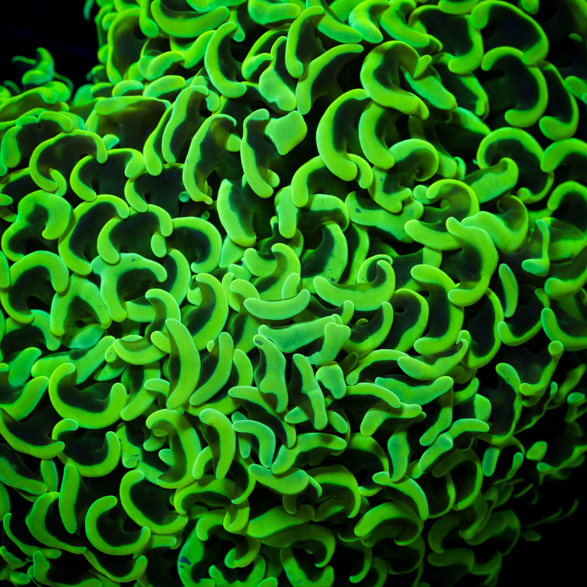 ULTRA NEON WALL HAMMER 1