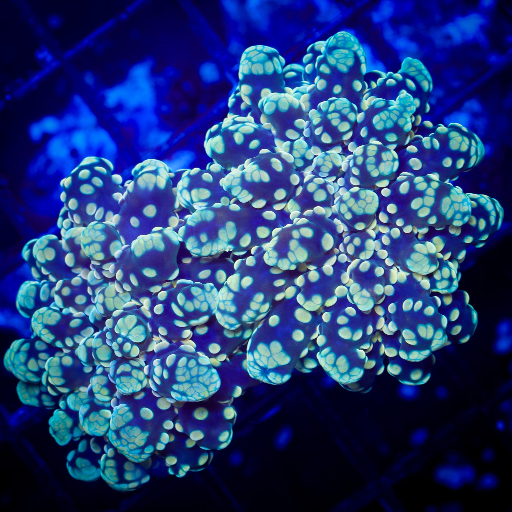 ULTRA PEACH FROGSPAWN 1