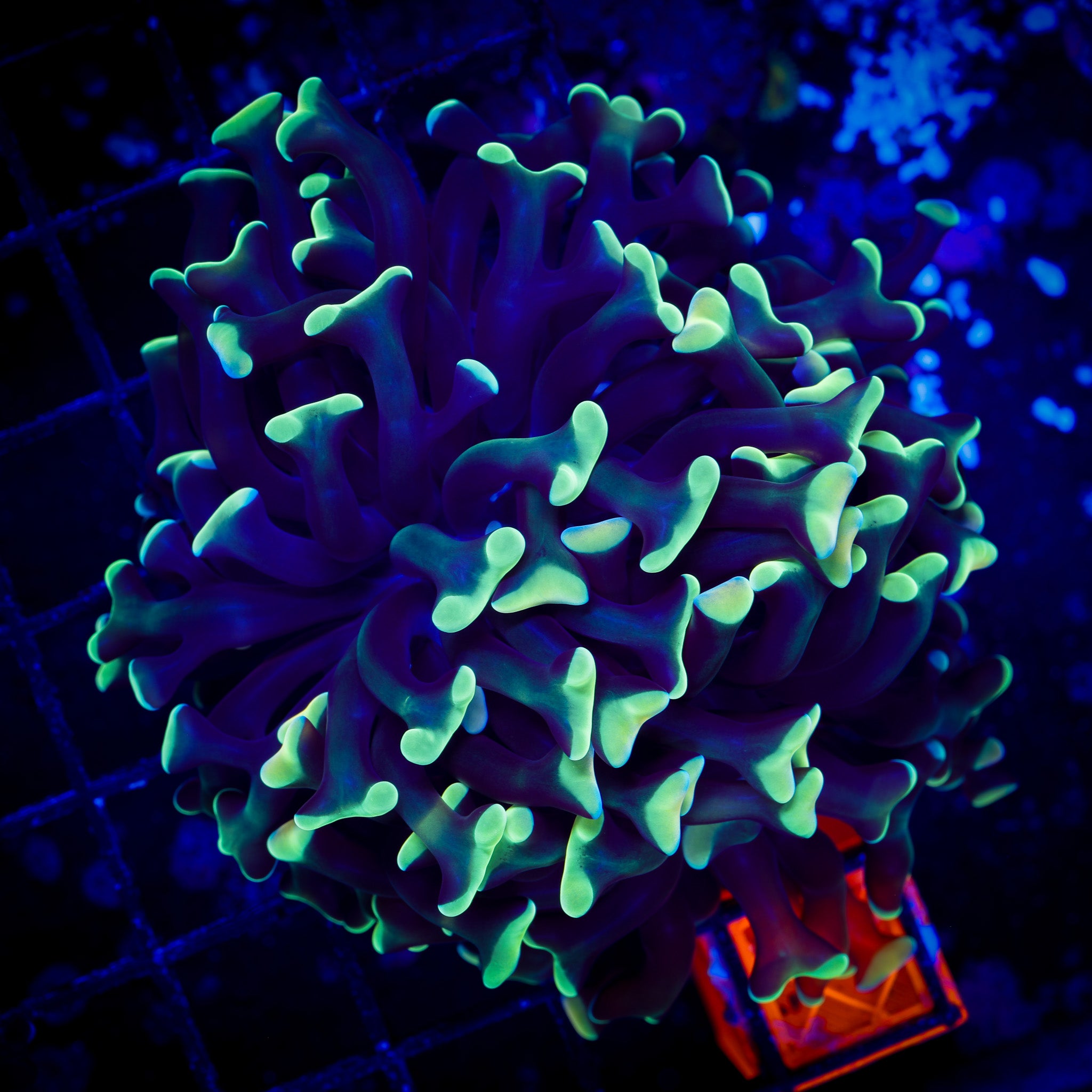 RAINBOW BRANCHING HAMMER 1