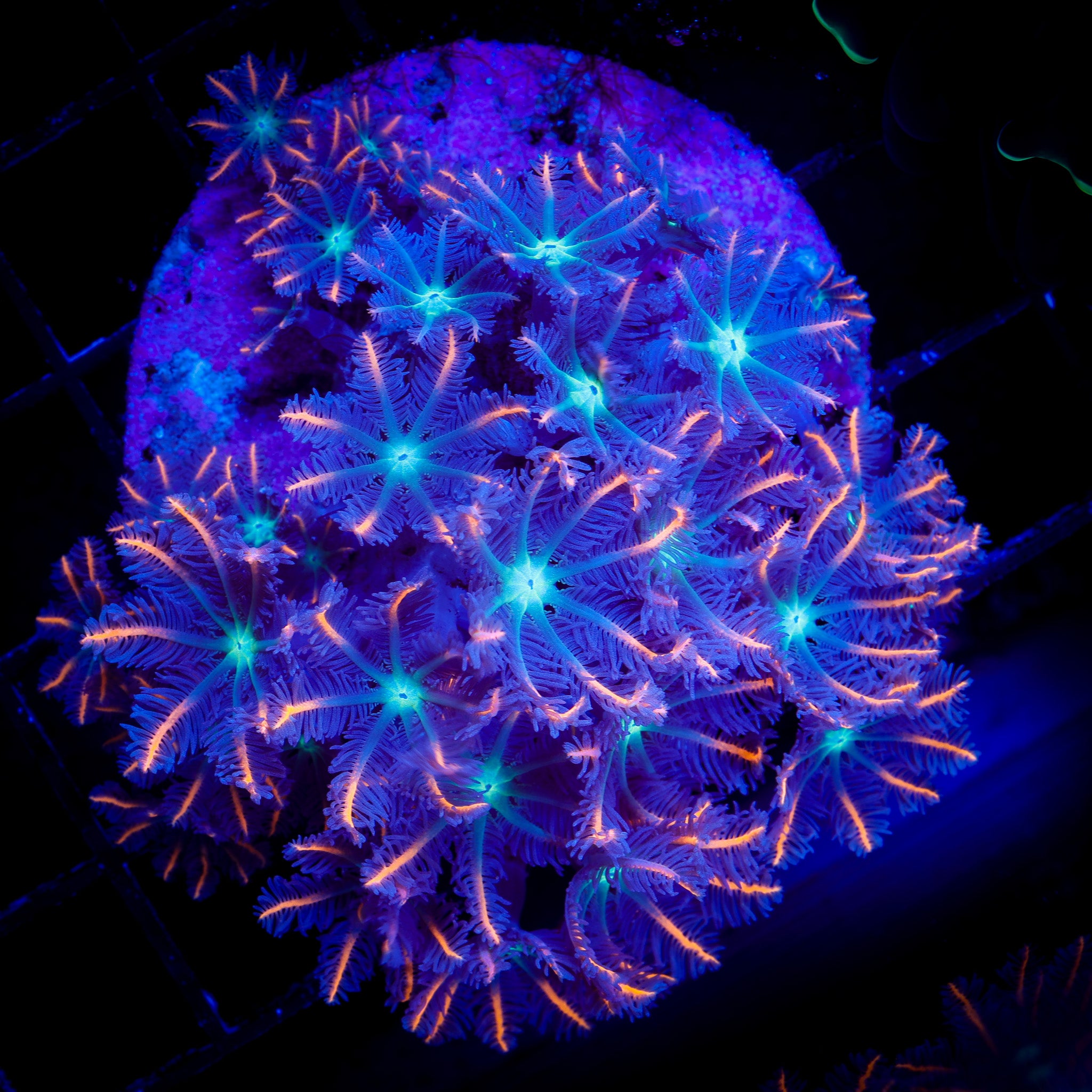 FIREWORKS CLOVE POLYPS COLONY 1