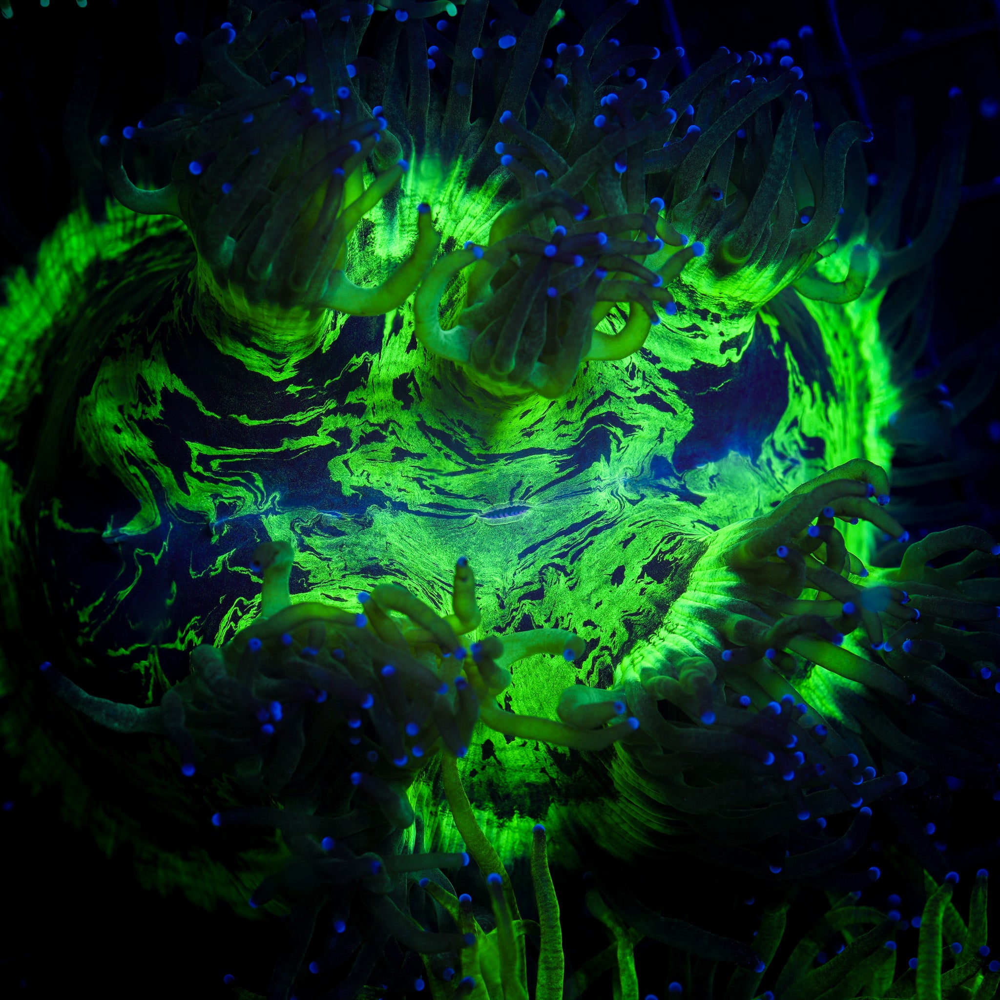 ULTRA SPLATTER ELEGANCE 1