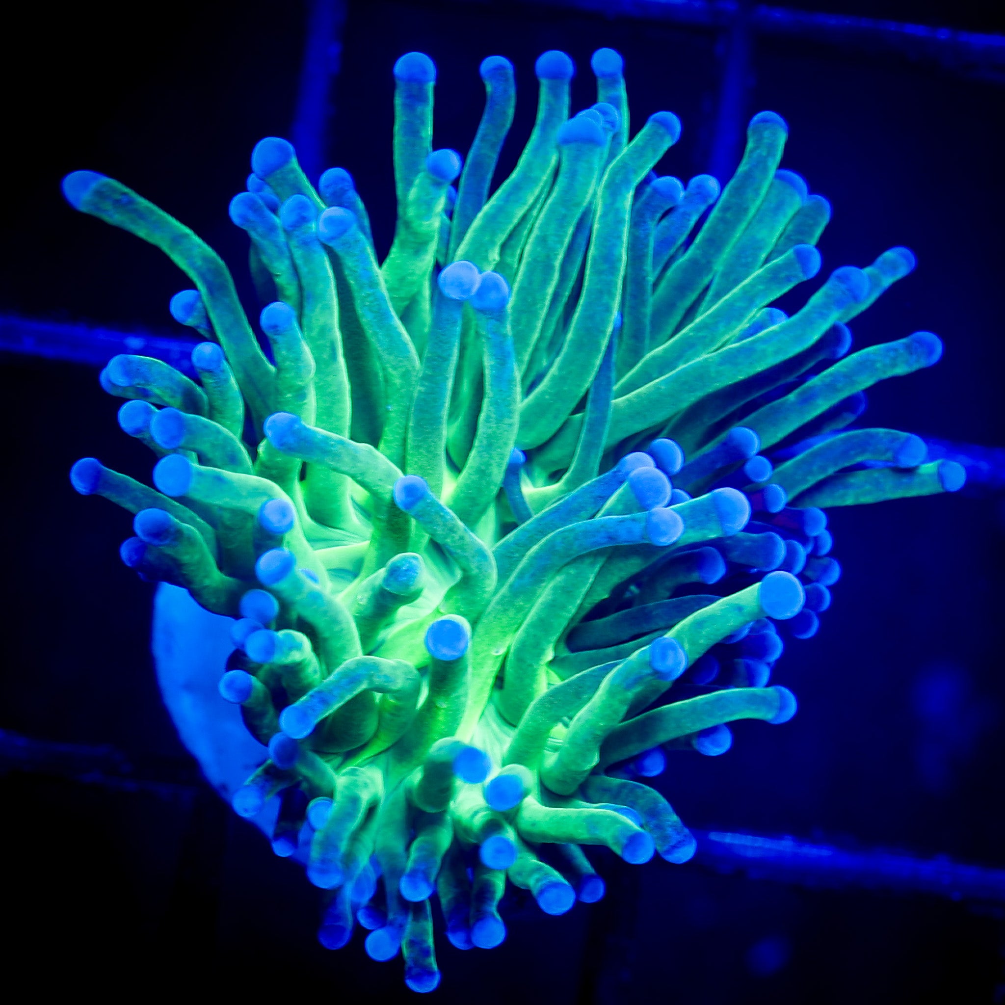 ULTRA GREEN TORCH 1
