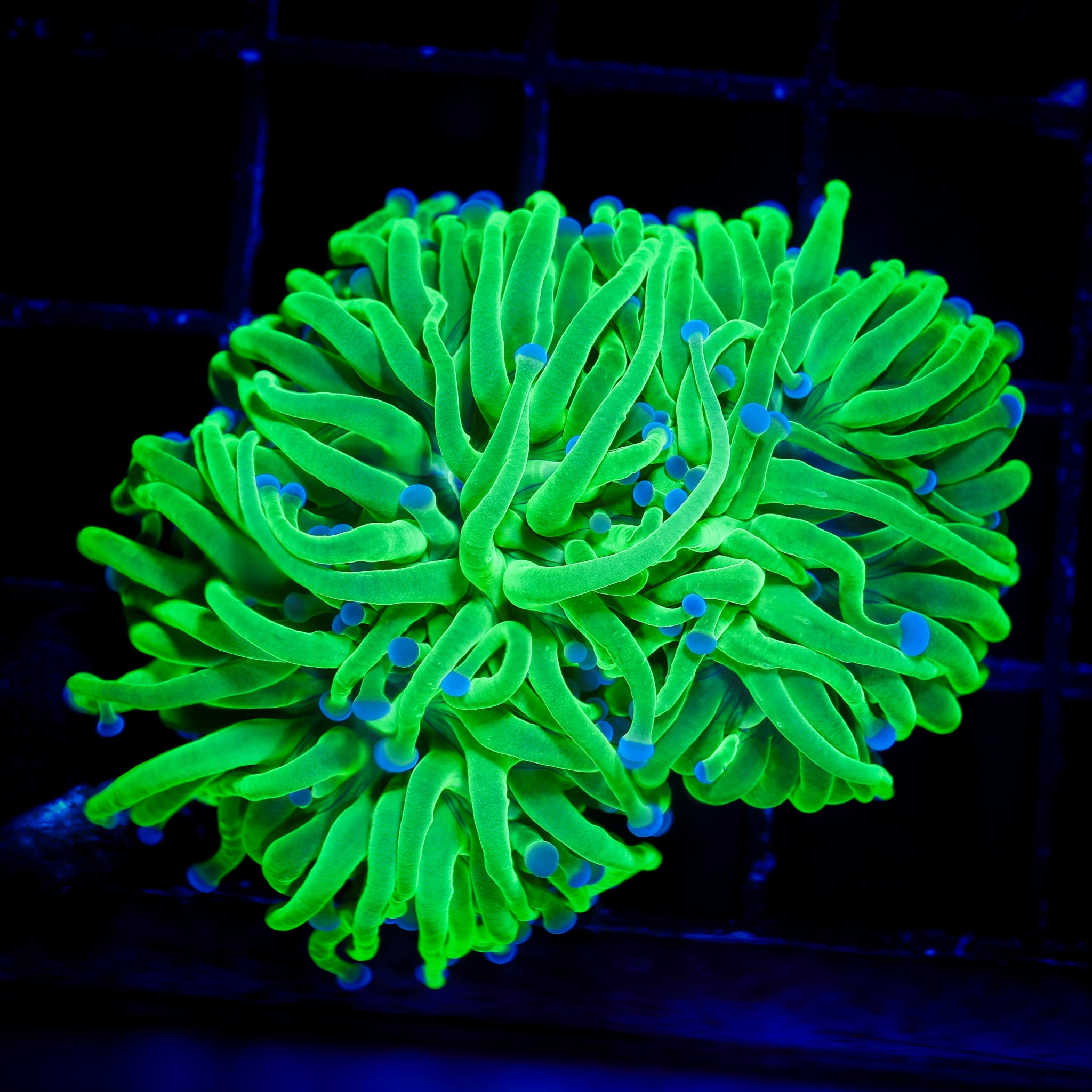 ULTRA GREEN TORCH 1