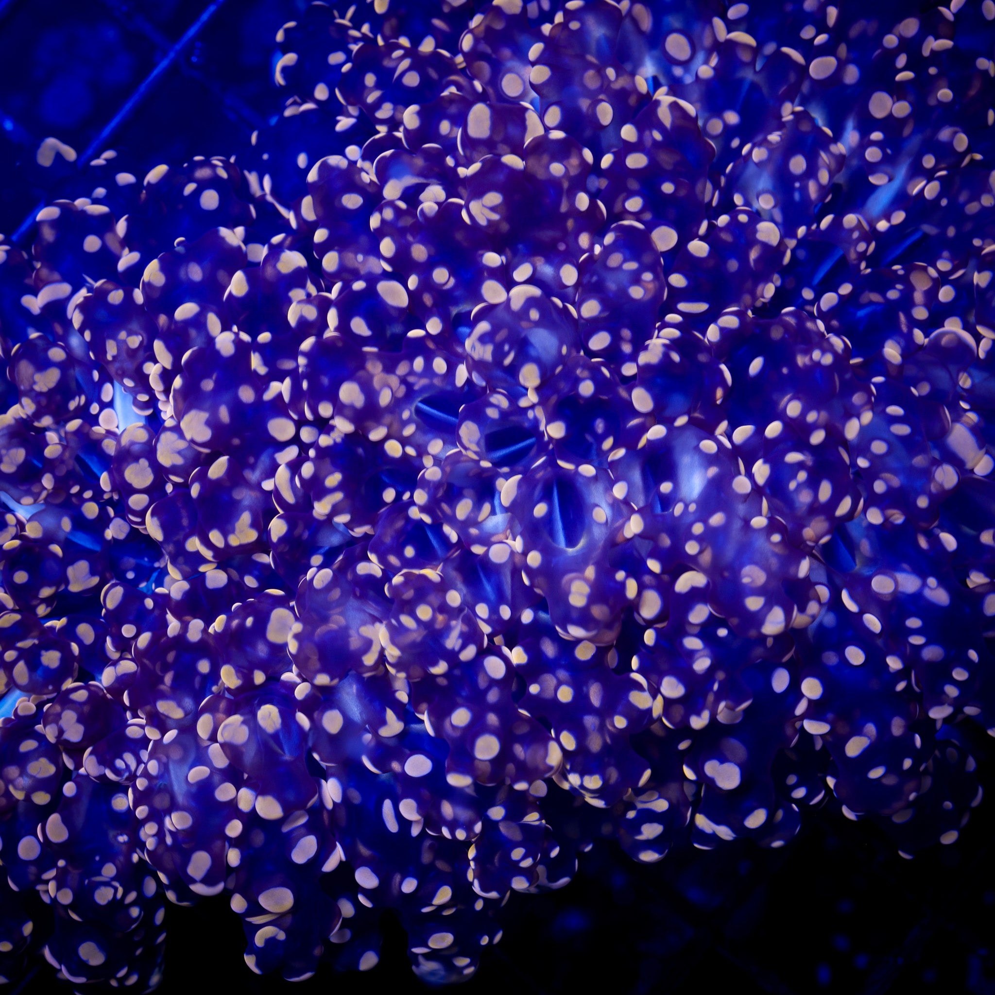 ULTRA PEACH FROGSPAWN COLONY 1
