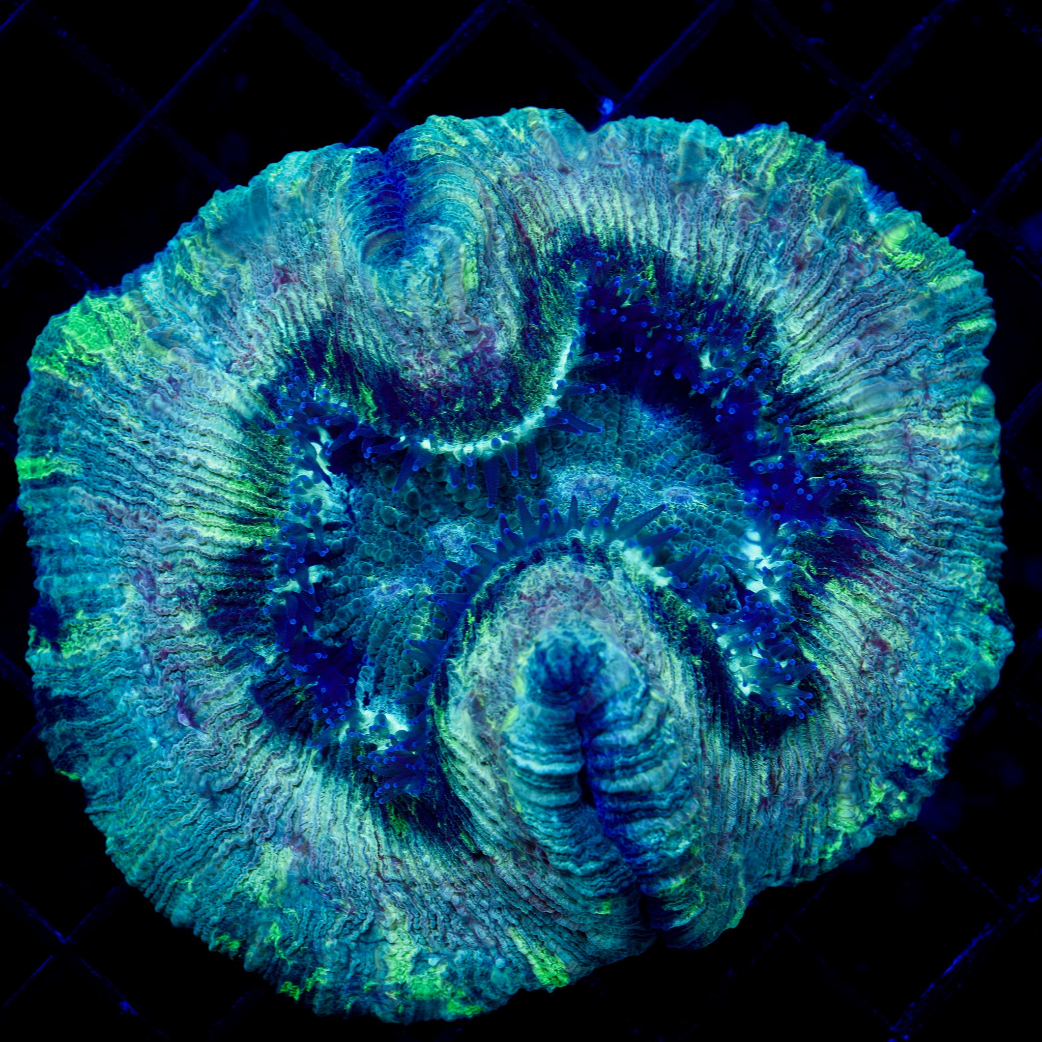RAINBOW TRANSFUSION TRACHY 1