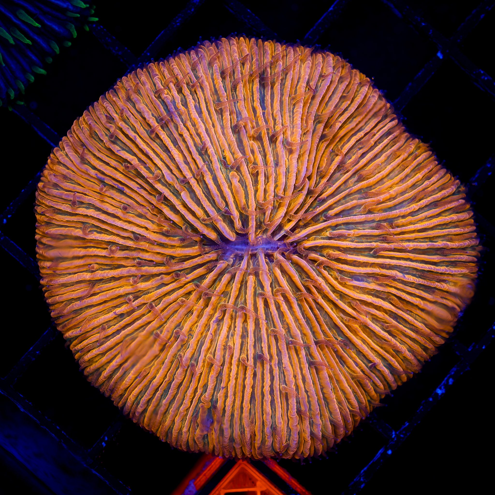 ORANGE FUNGIA 1