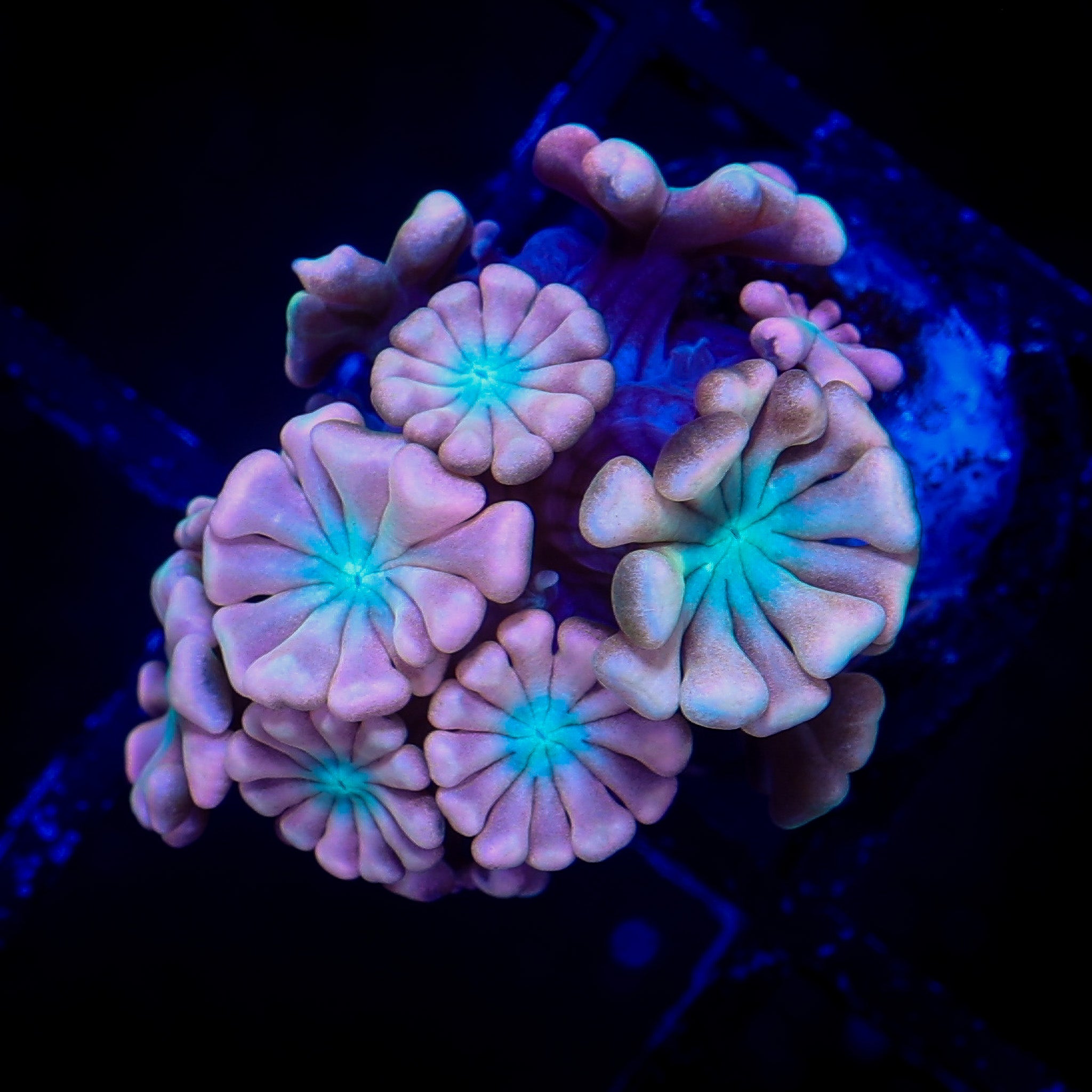 CASPER ALVEOPORA 1