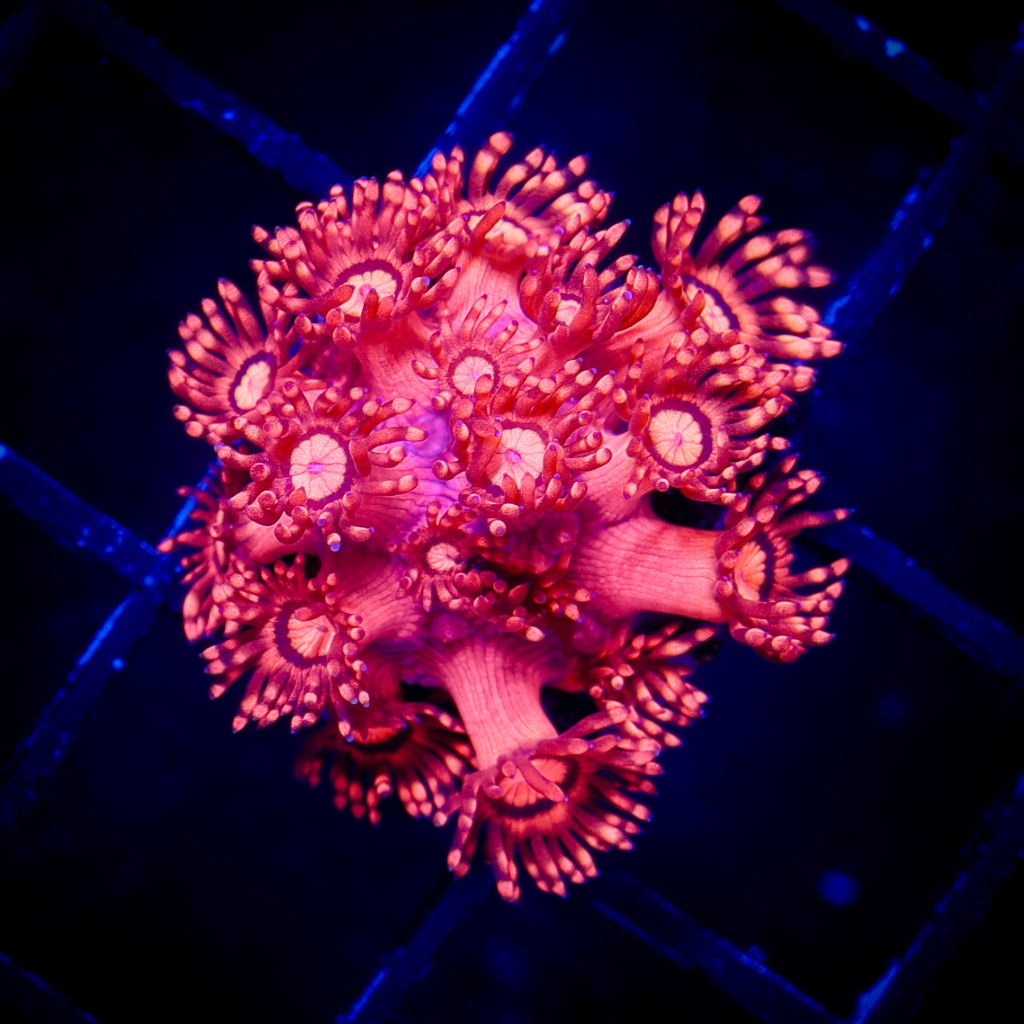 ULTRA RED GONIOPORA 1