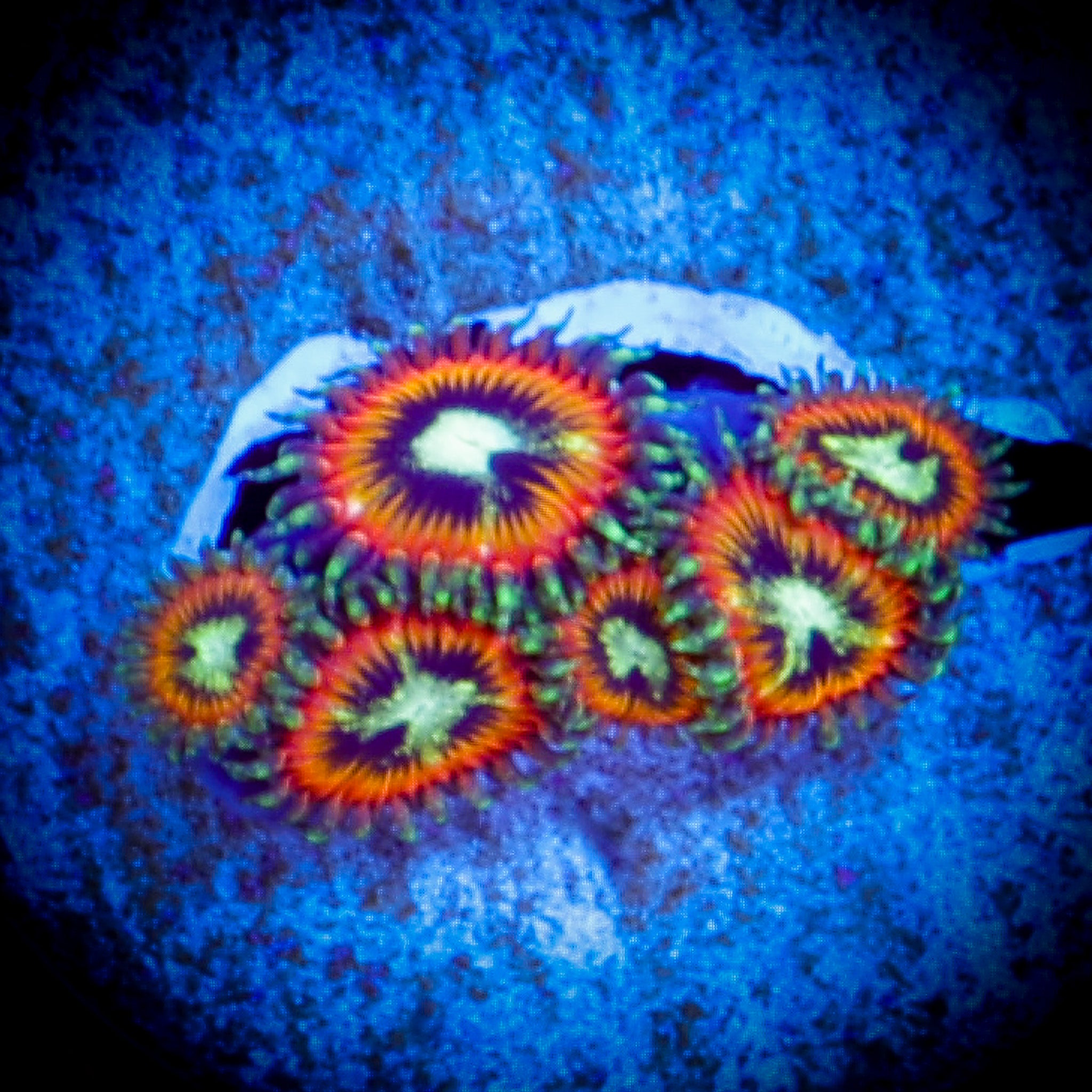 TRG THUNDERCATS ZOA 1