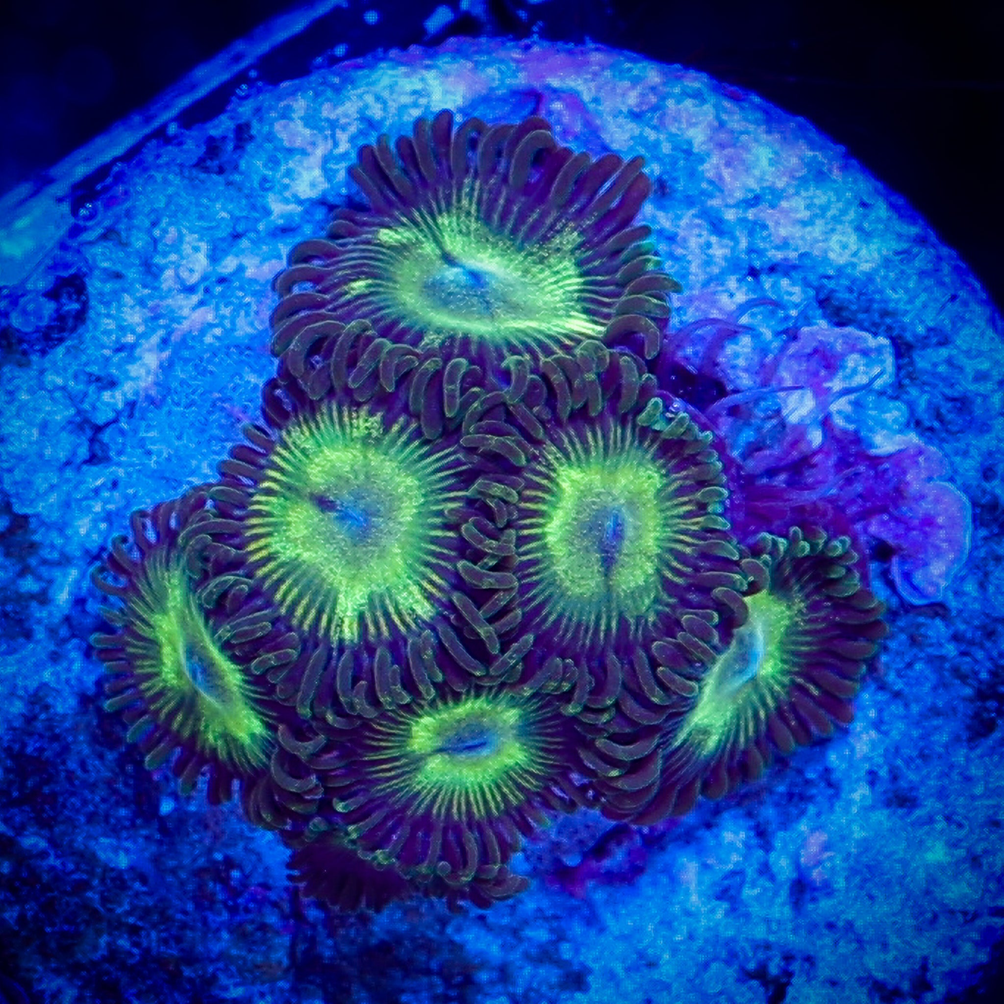 GREEN APPLE ZOA 1