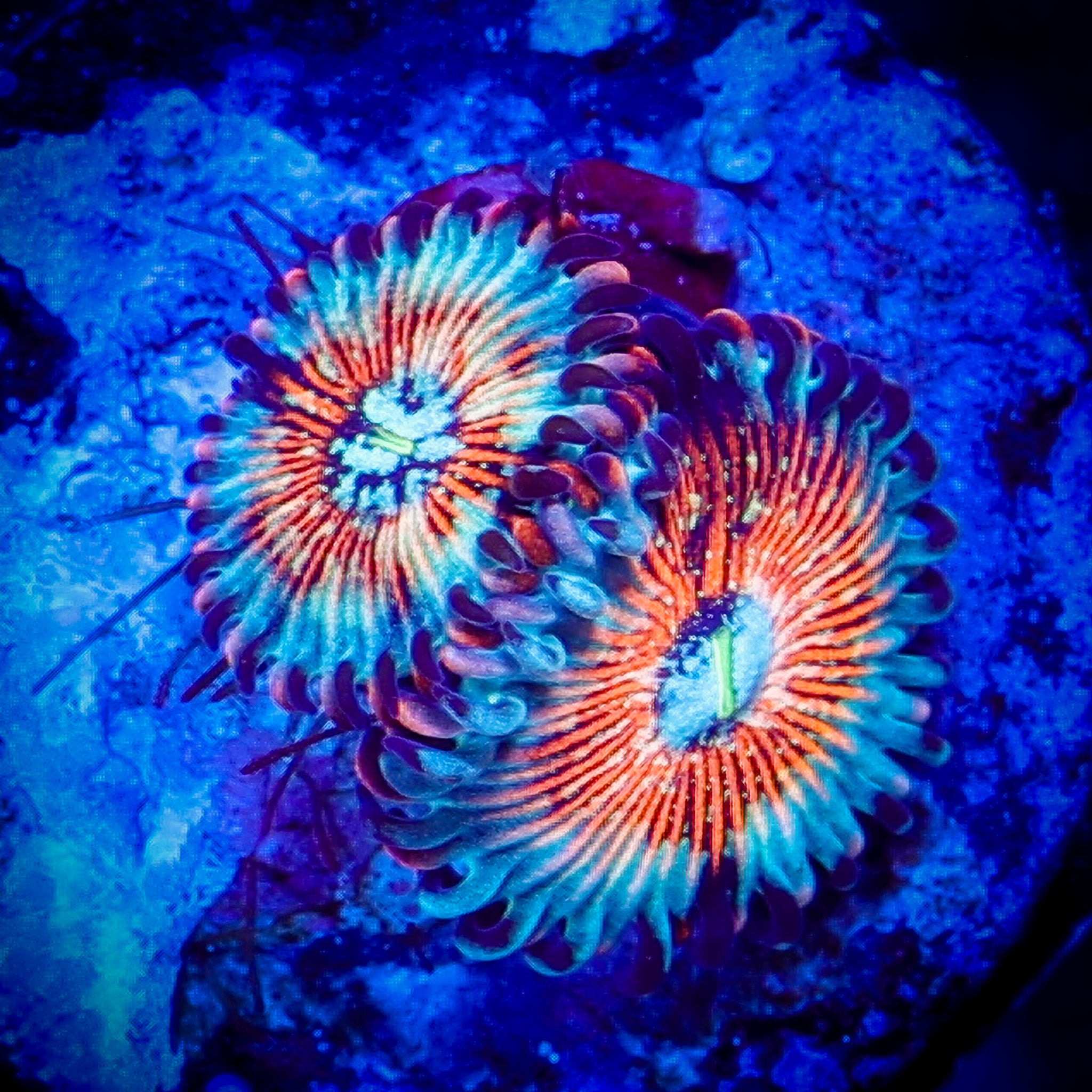 PINK ZOMBIE ZOA 1