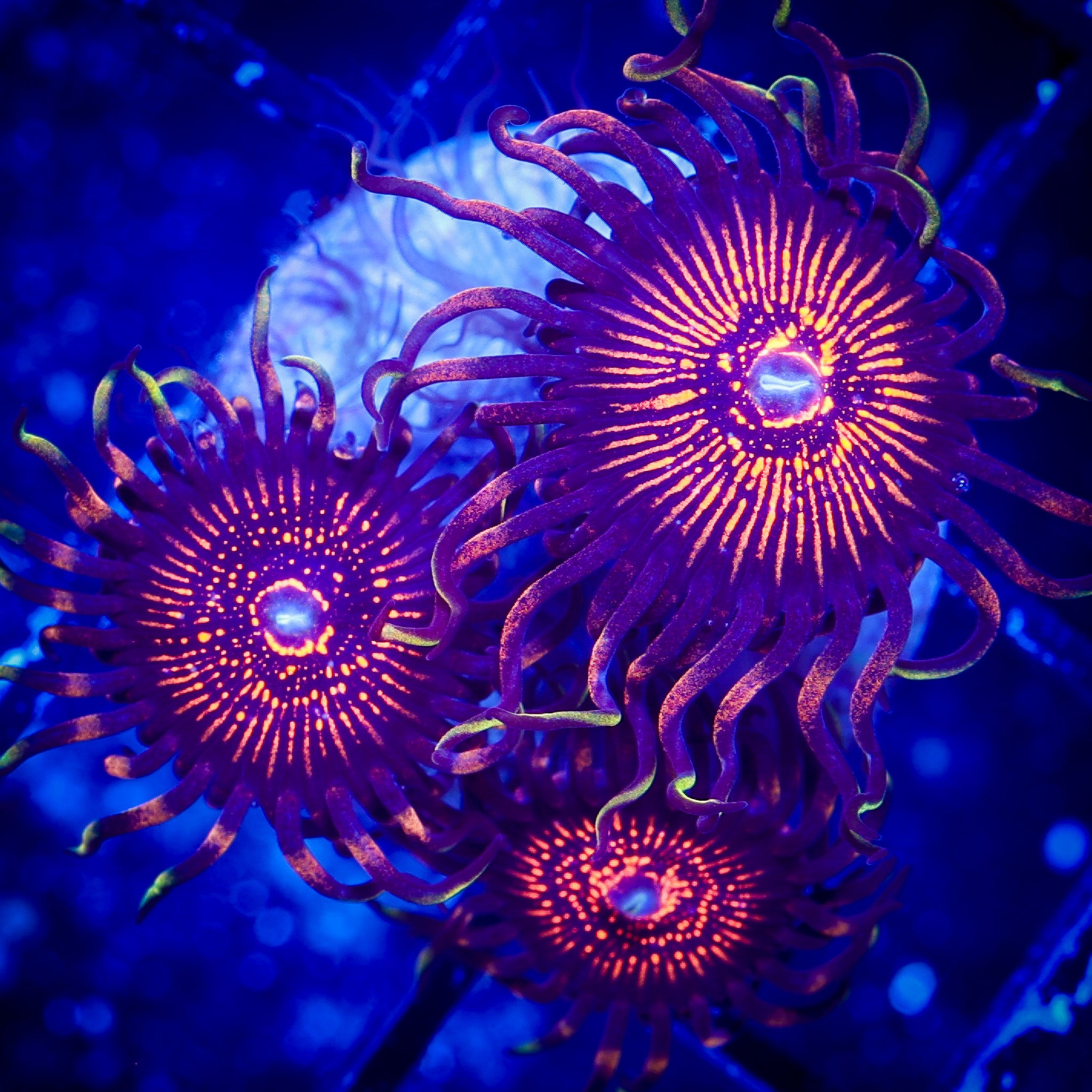 DEVIL'S ARMOUR ZOA 1