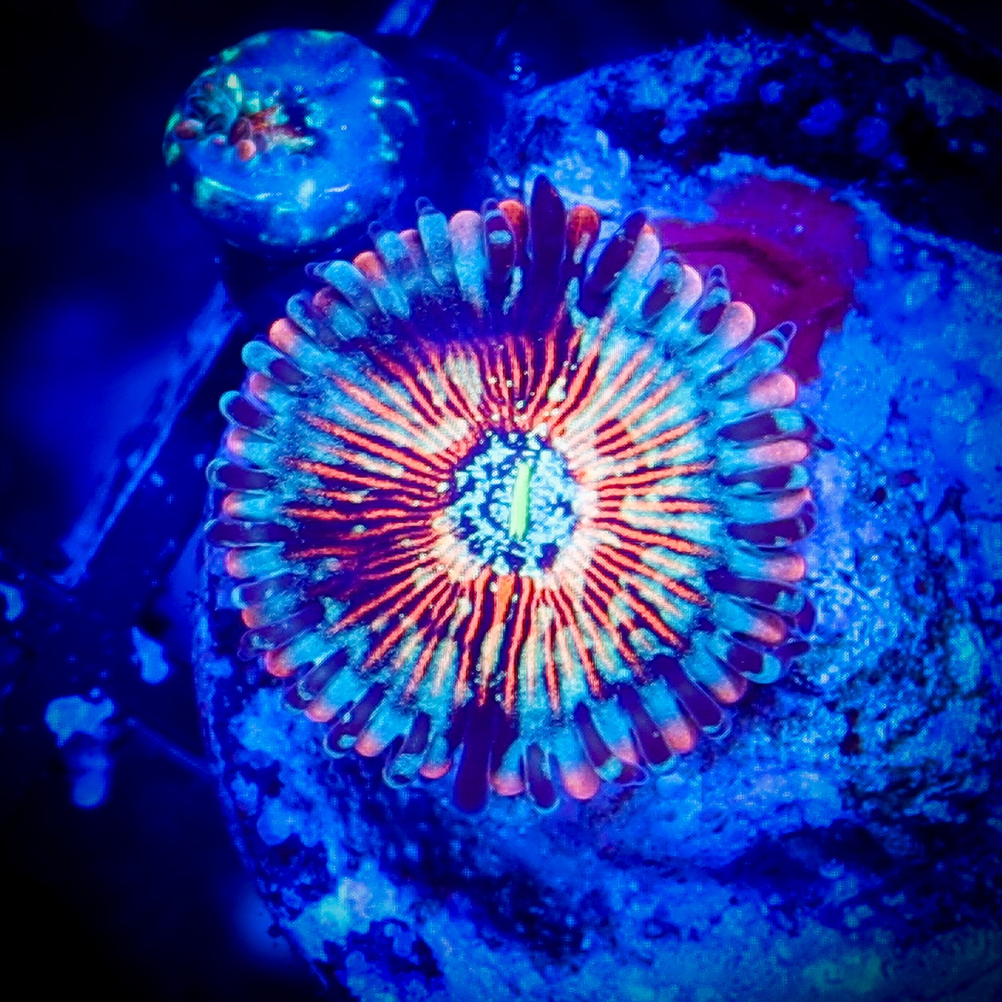PINK ZOMBIE ZOA 1