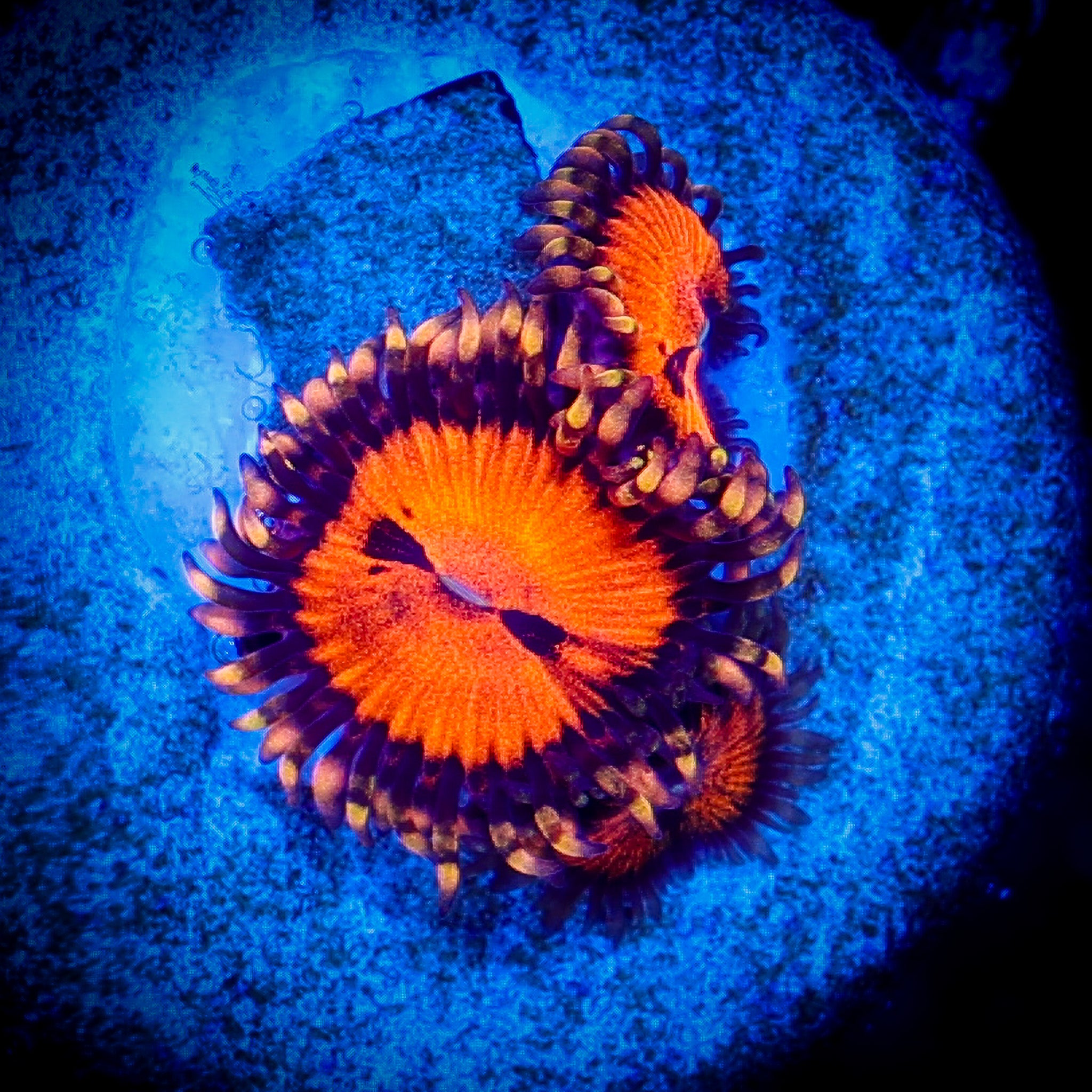 BLOOD SUCKERS ZOA 1