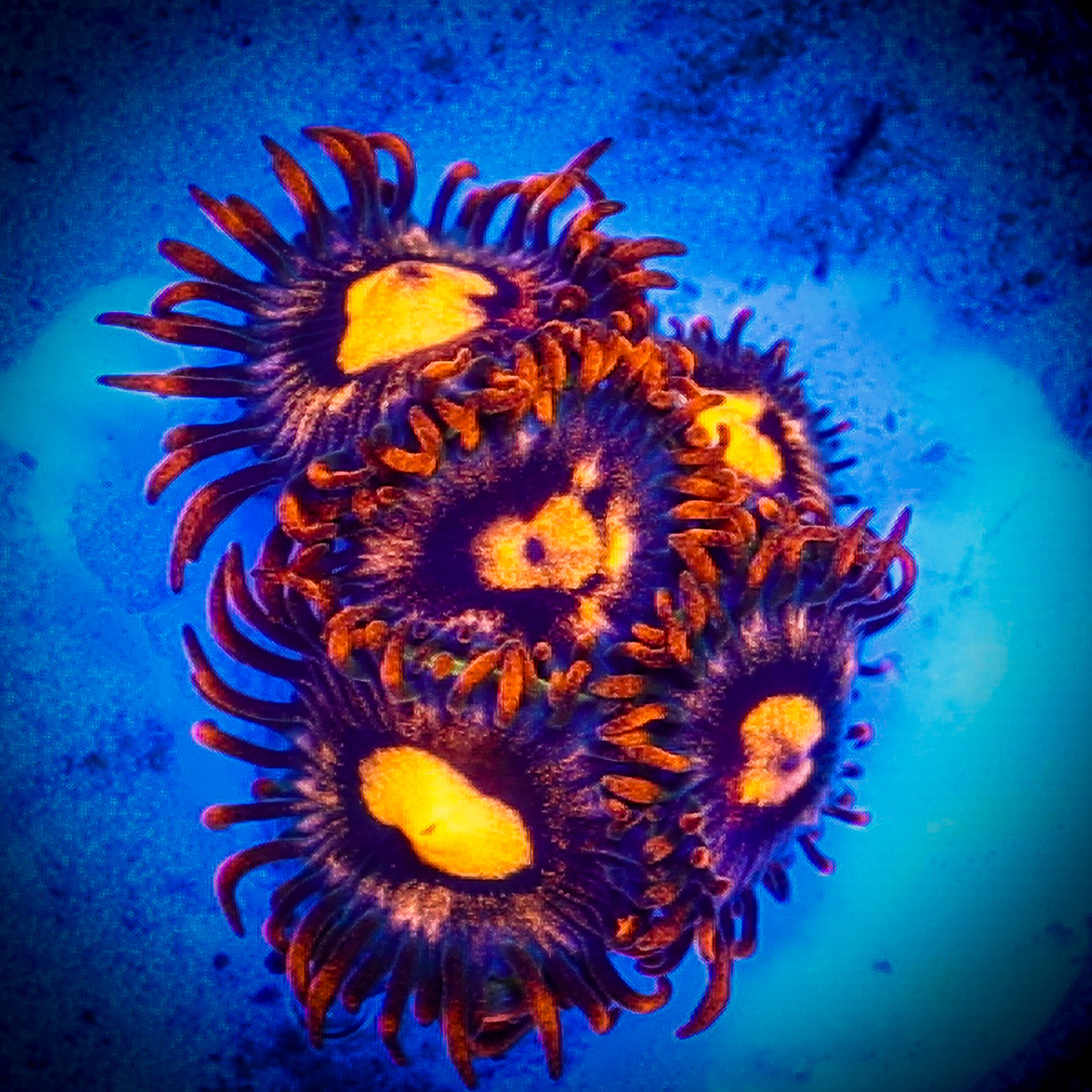 TRG TANGERINE ZOA 1
