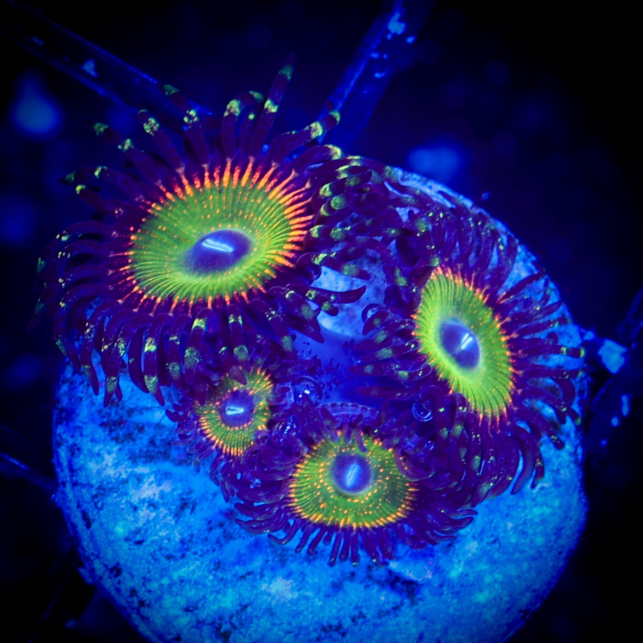 KRAK GOD ZOA 1