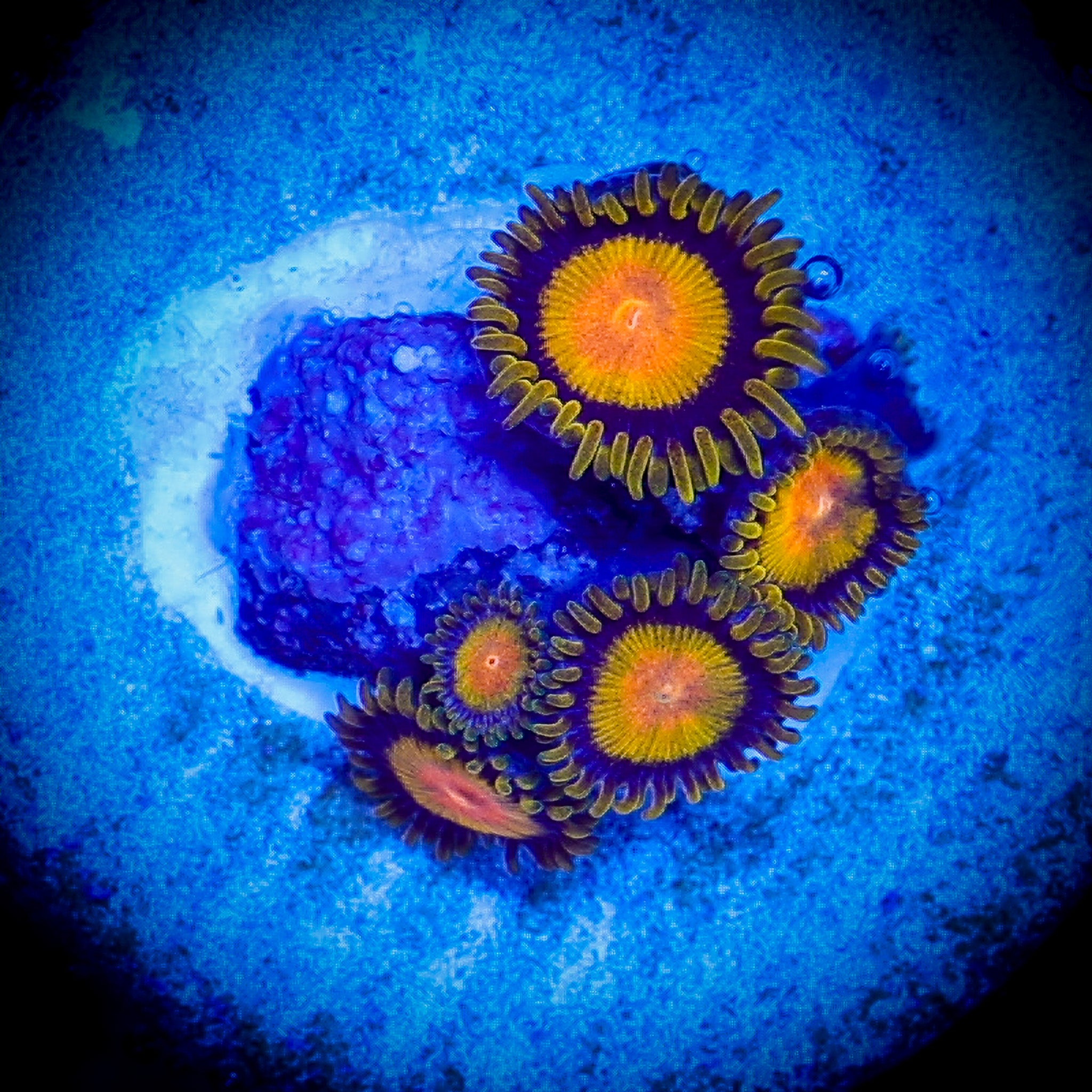 MIDAS ZOA 1