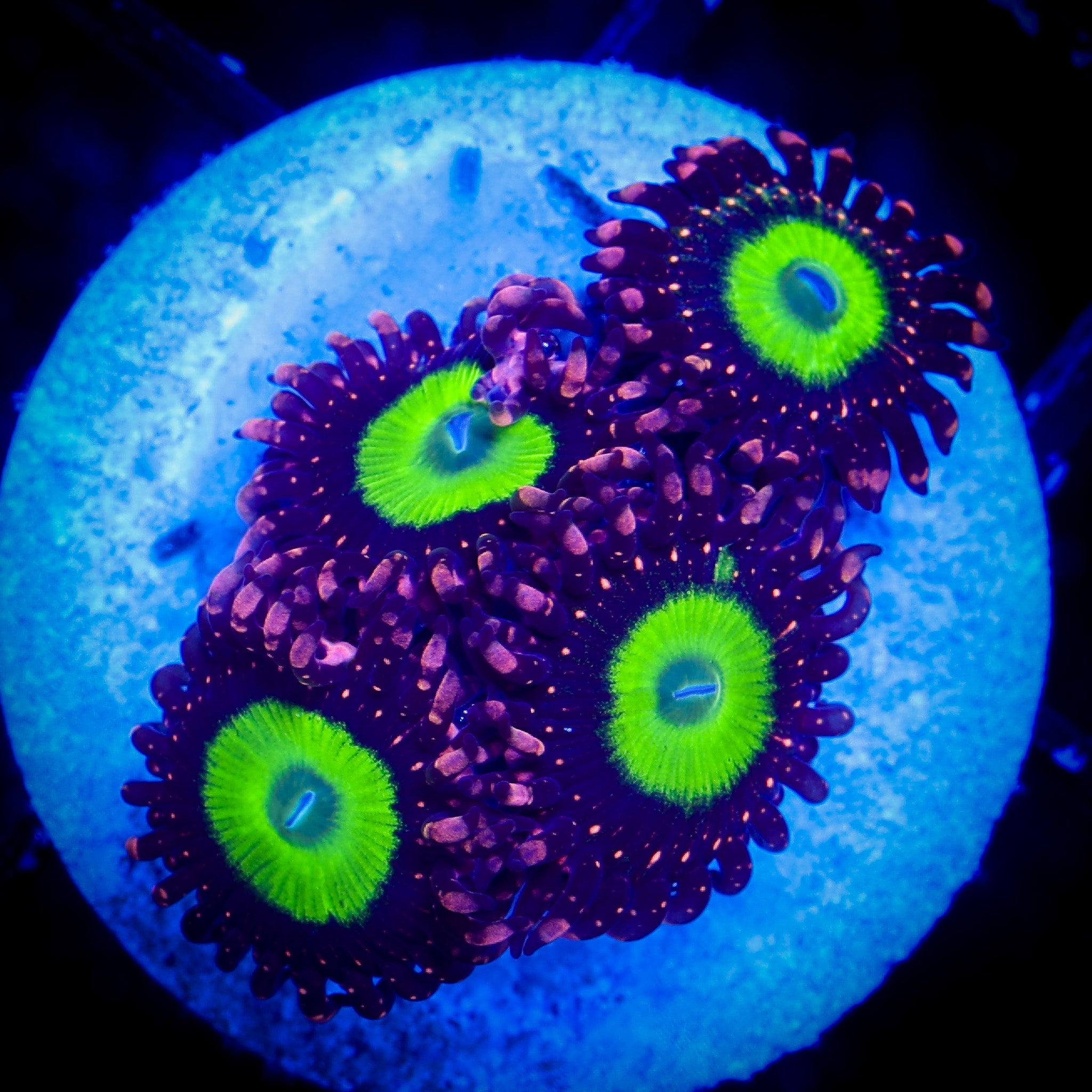PINK HIPPOS ZOA 1