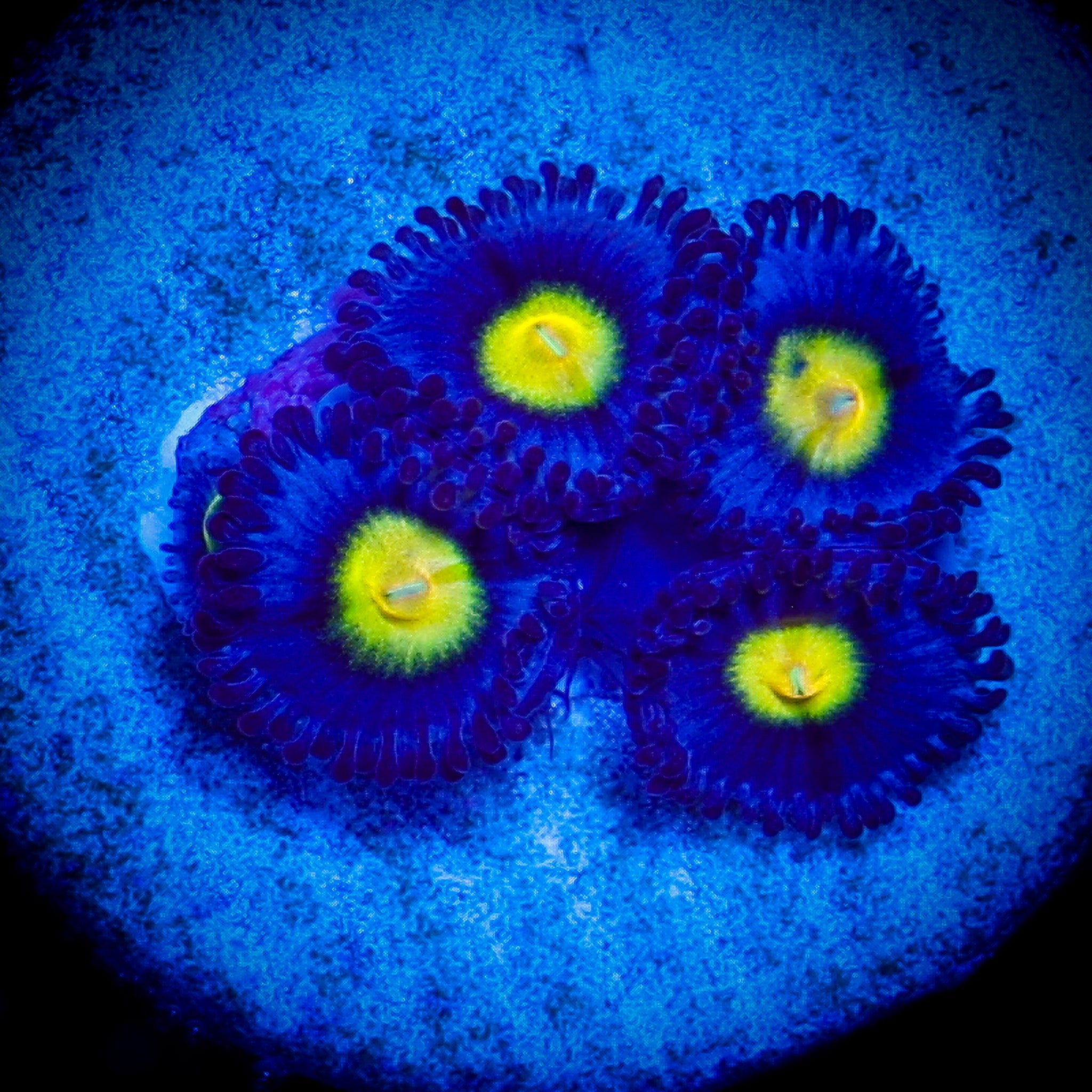 WWC AOI ZOA 1