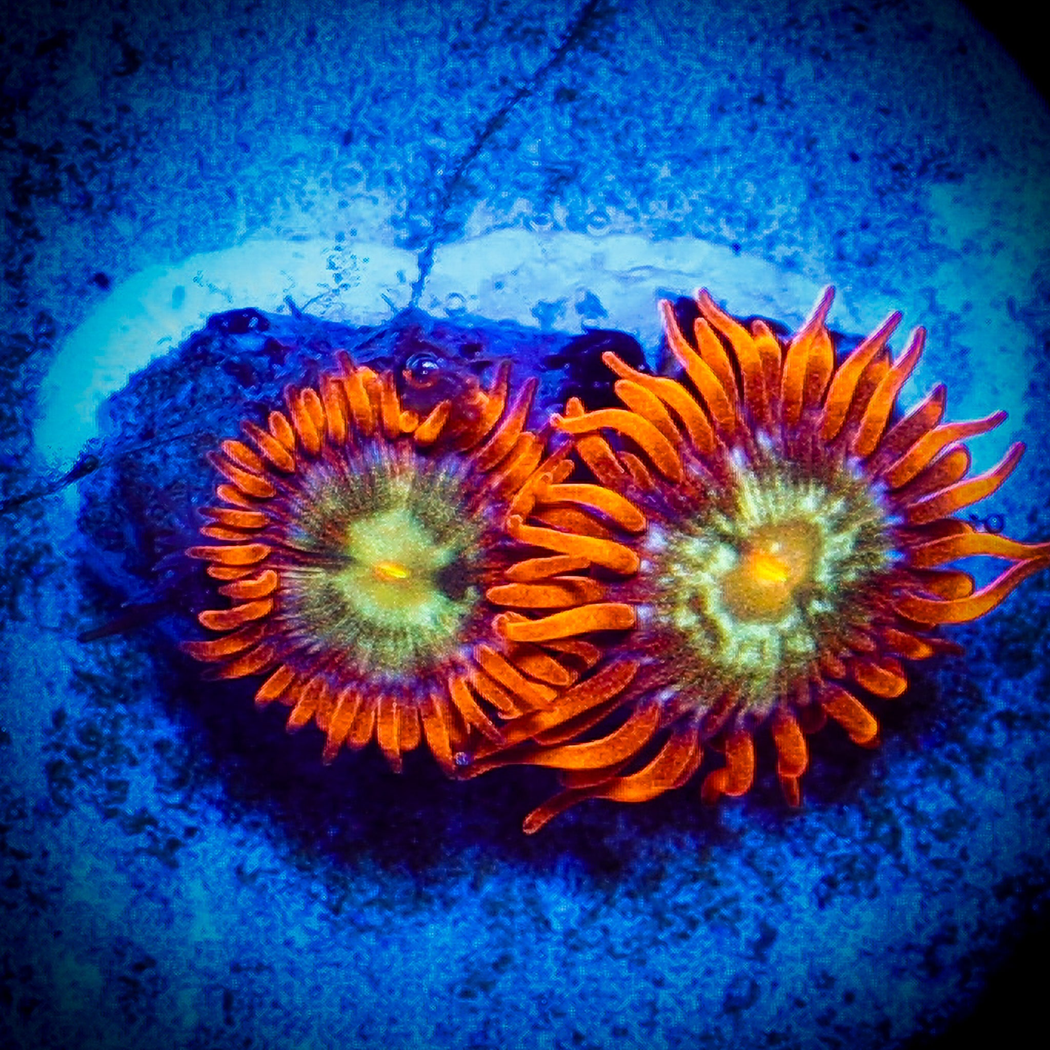 MANDARIN ZOA 1