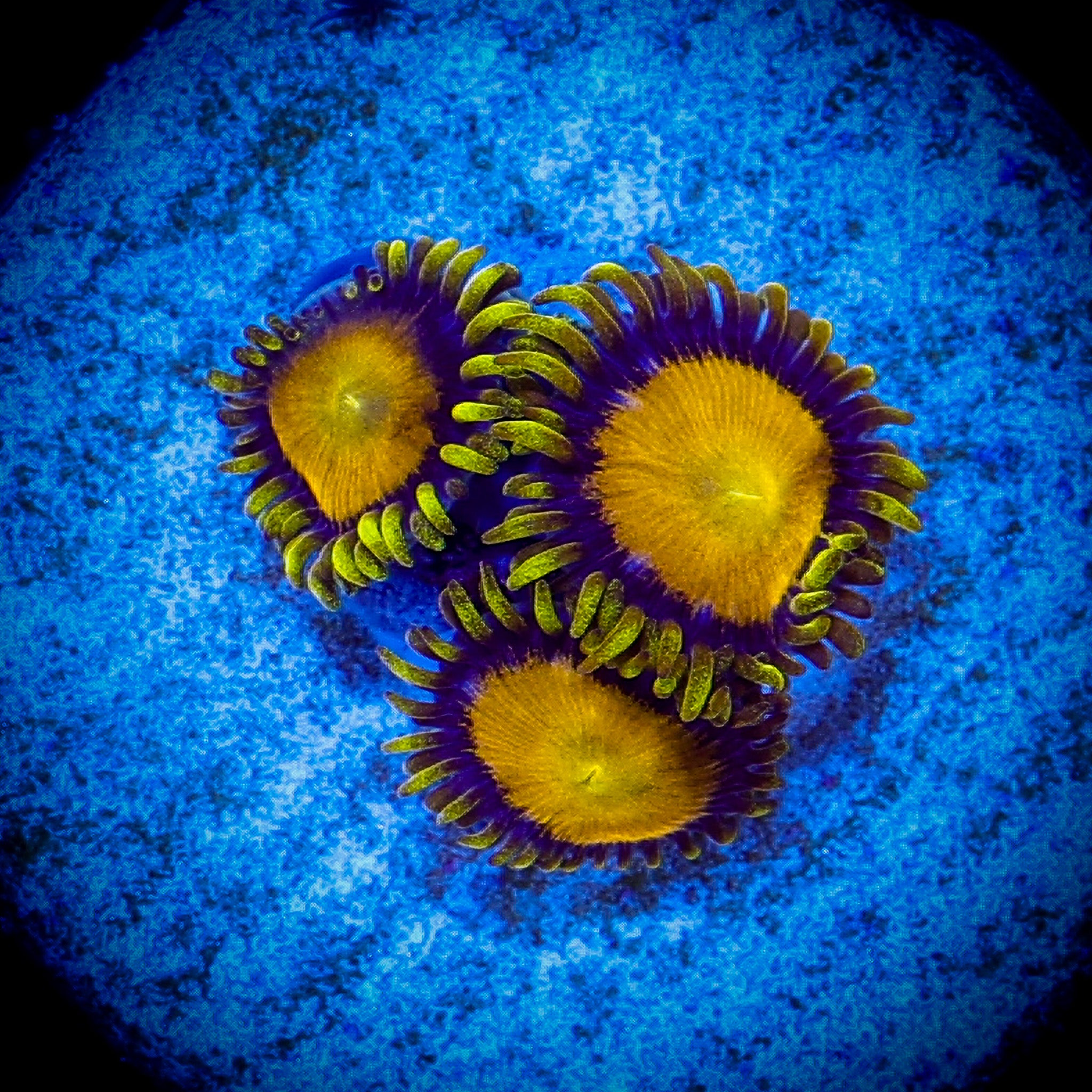 MIDAS ZOA 1