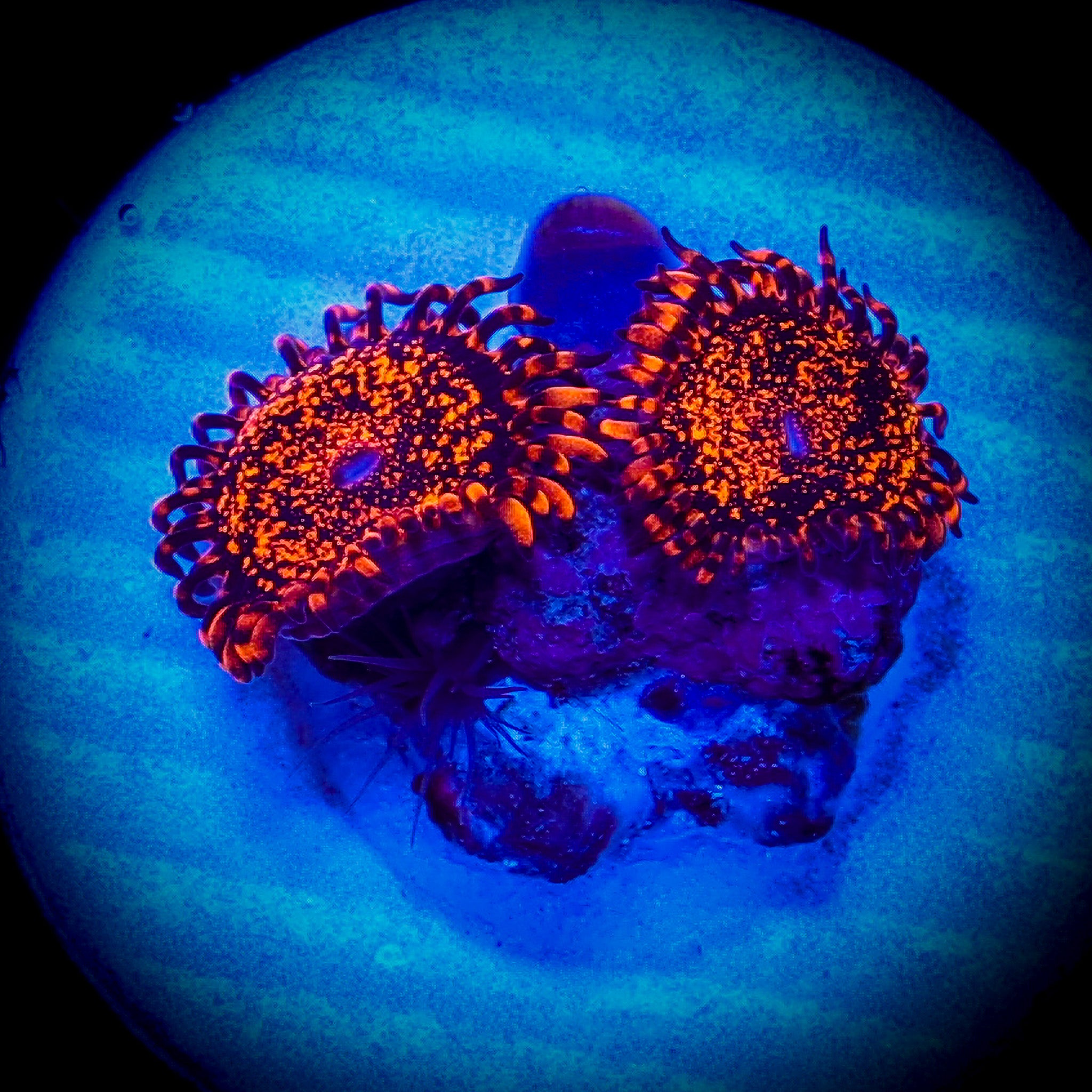 NIGHTMARE ZOA 1