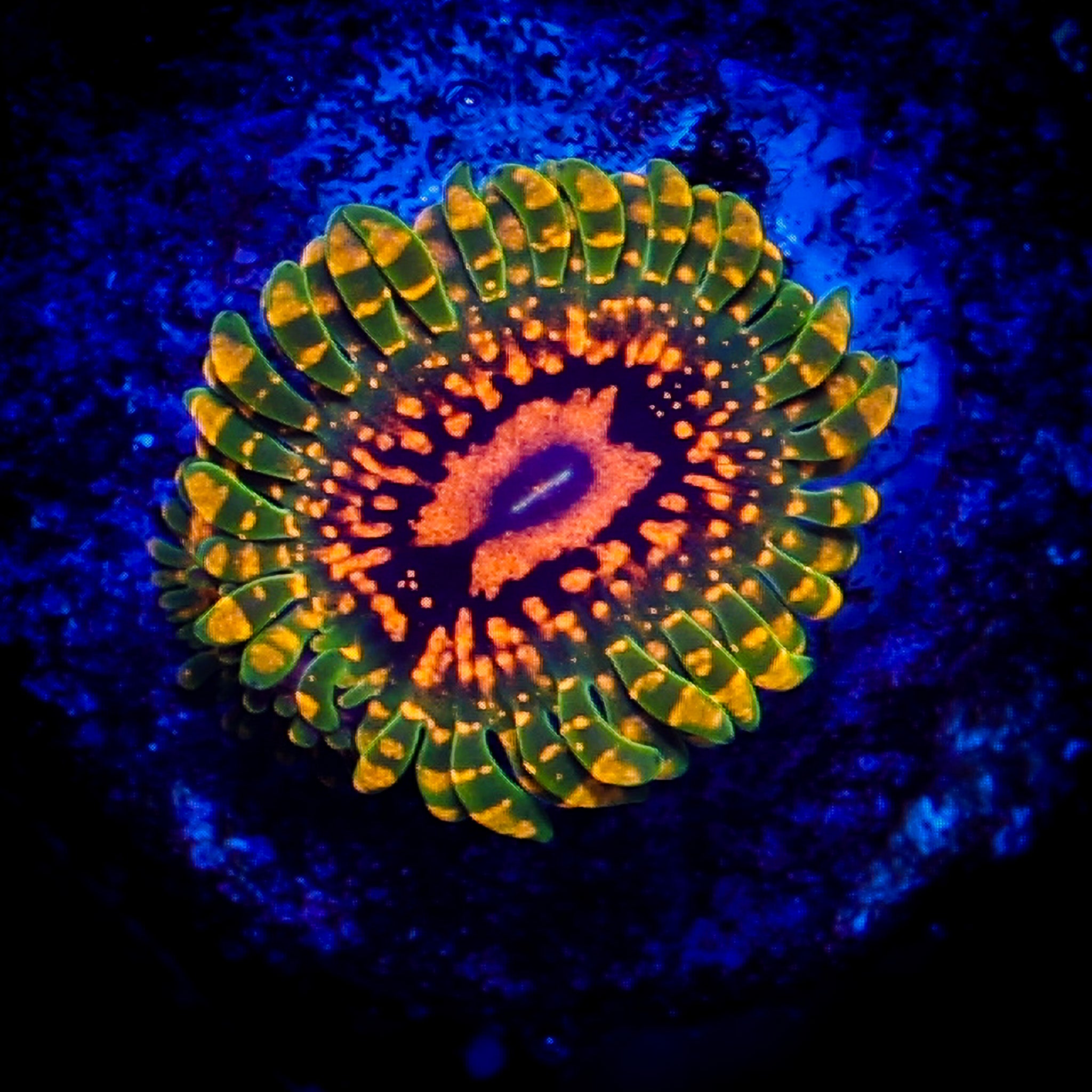 GRANDMASTER KRAKATOA ZOA 1