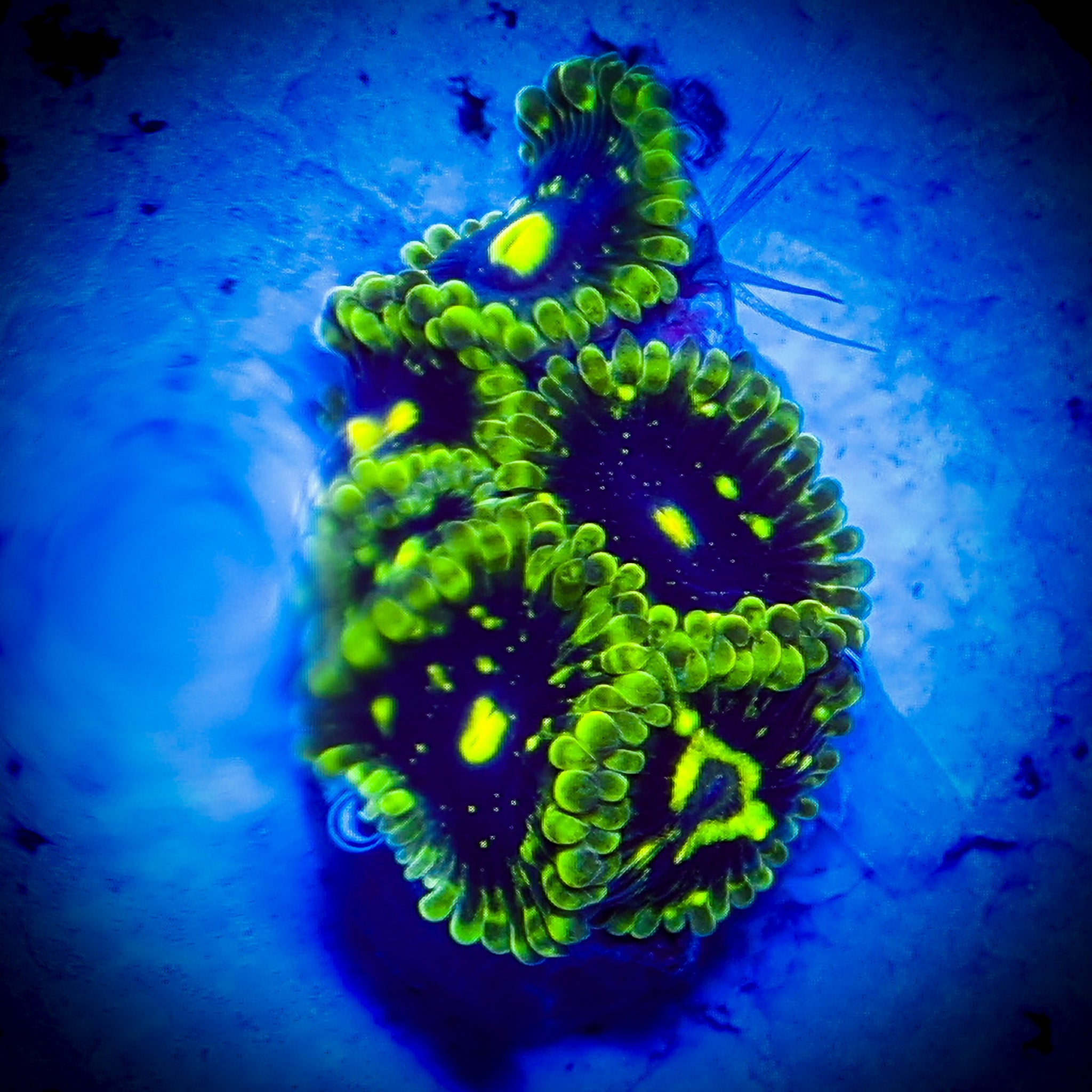 EXOSPHERE ZOA 1
