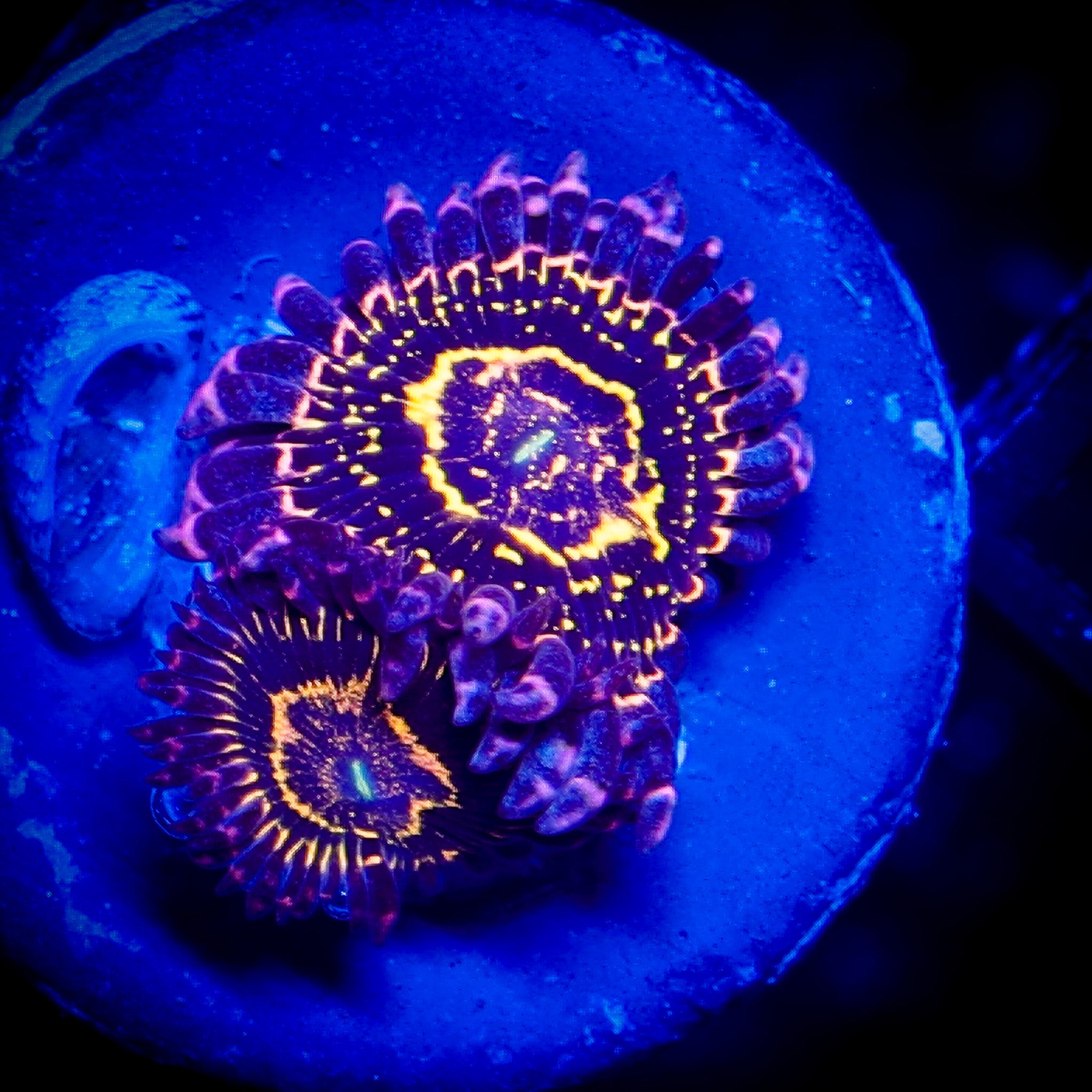 STRATOSPHERE ZOA 1